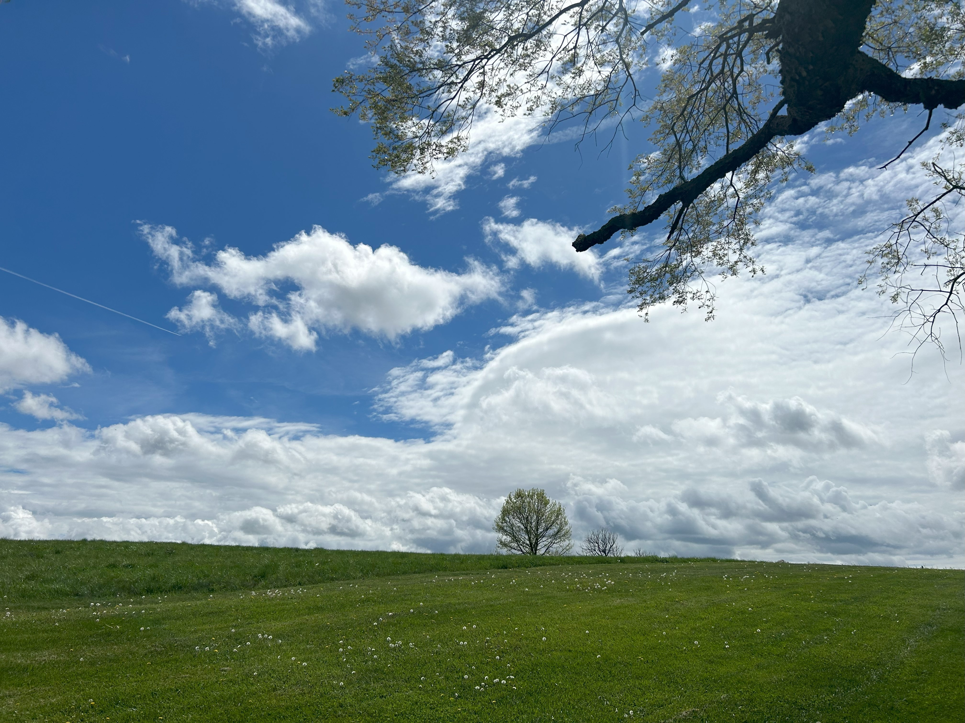Spring green and sky blue and white decorate a meadow at Blacksburg on Friday, April 19. Freezing temperatures returned to Blacksburg and several other regional locations the following Tuesday. Photo by Kevin Myatt.