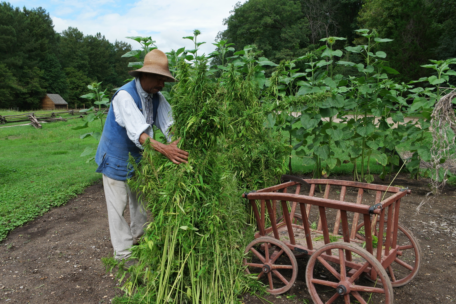 An interpreter at Mount Vernon harvests hemp. Photo courtesy of Mount Vernon Ladies' Association.