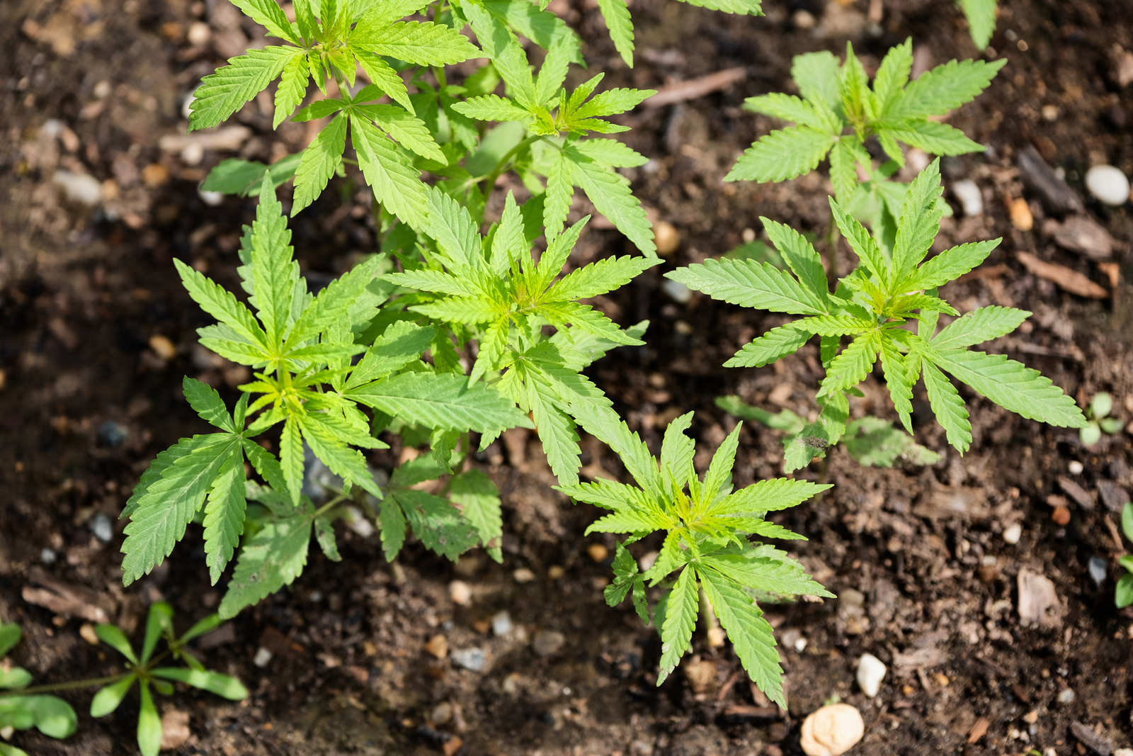 Hemp being grown at Mount Vernon. Photo courtesy of Mount Vernon Ladies' Association.