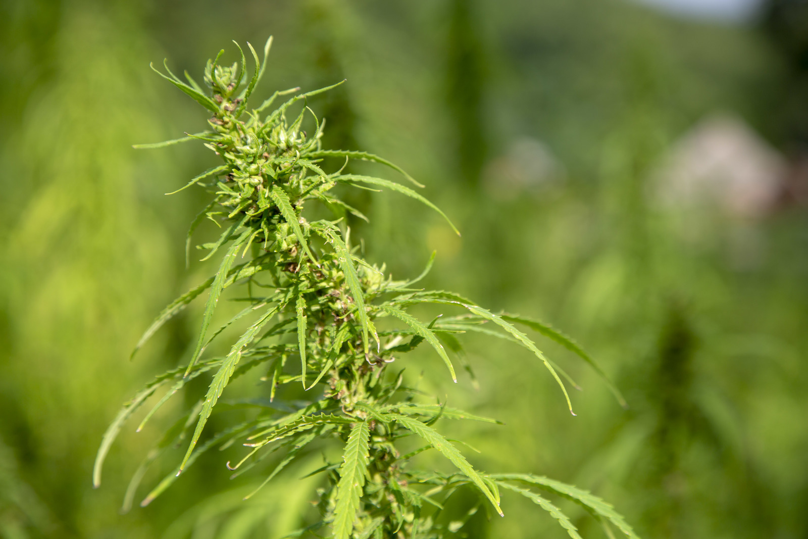 Hemp being grown at Mount Vernon. Photo courtesy of Mount Vernon Ladies' Association.