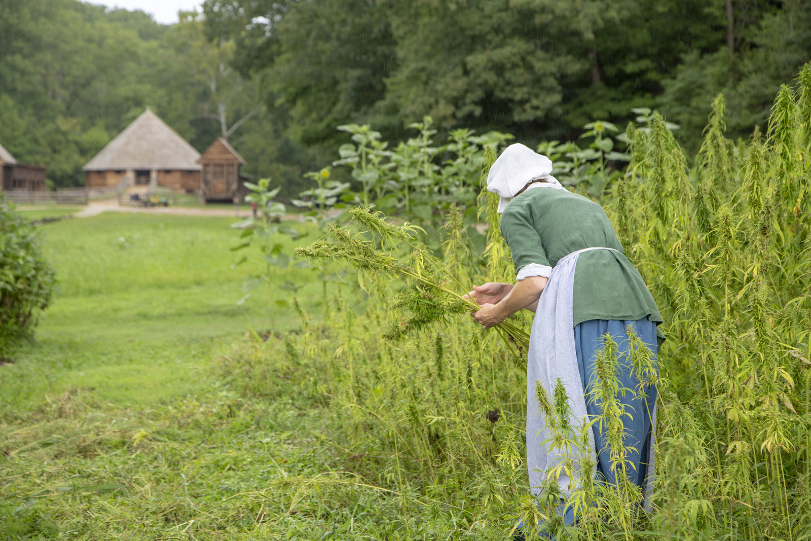 An interpreter at Mount Vernon harvests hemp. Photo courtesy of Mount Vernon Ladies' Association.