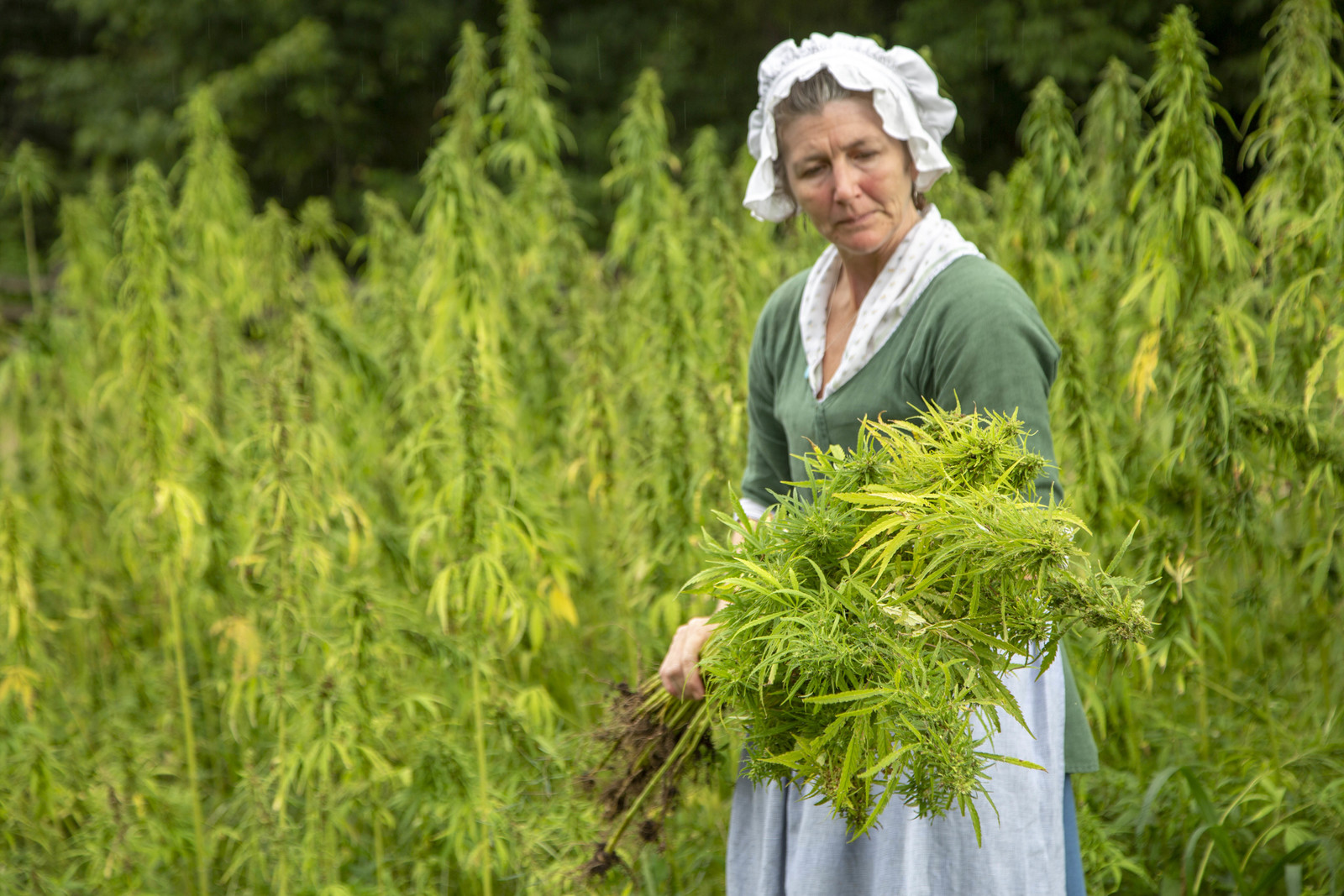 An interpreter at Mount Vernon harvests hemp. Courtesy of Mount Vernon Ladies' Association.