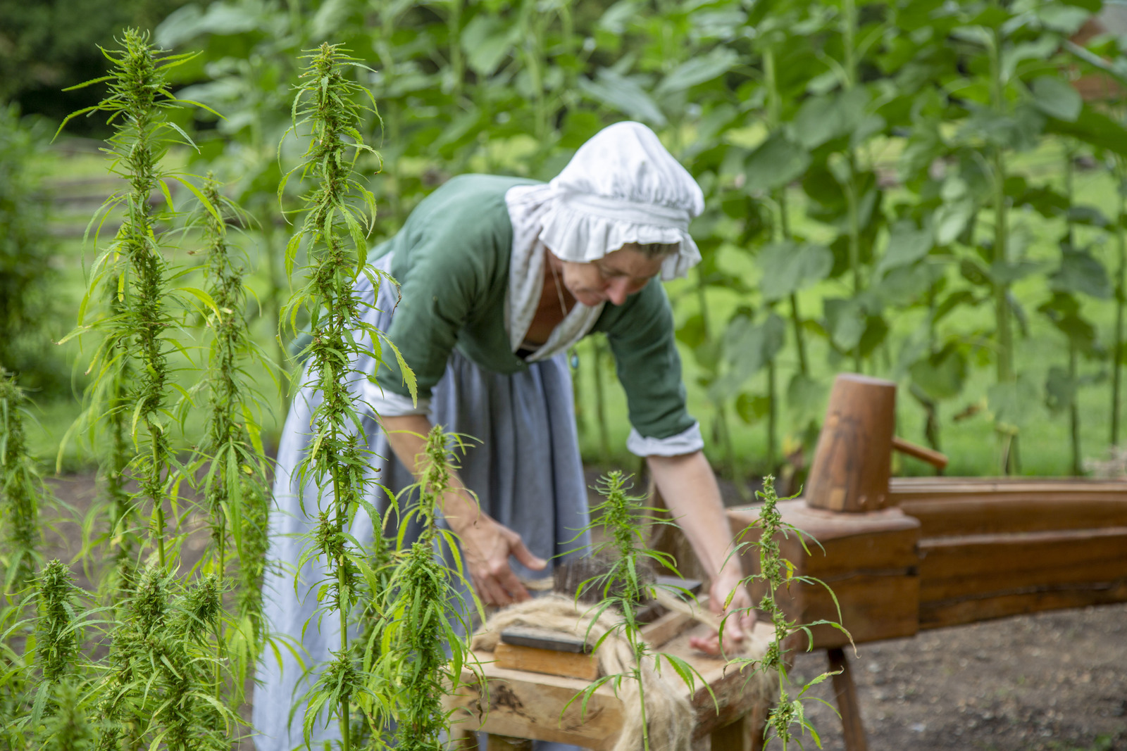 An interpreter at Mount Vernon harvests hemp. Photo courtesy of Mount Vernon Ladies' Association.