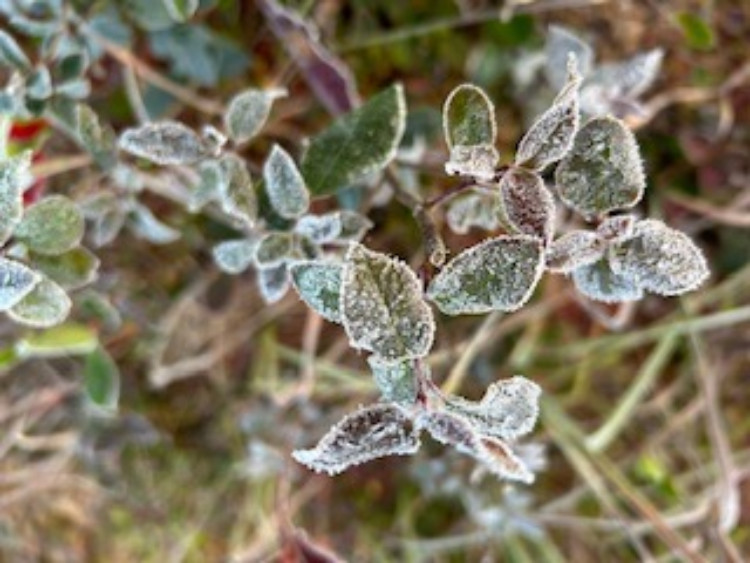 Plants at Dolly Sods Wilderness in West Virginia were covered with frost on Wednesday morning, as Virginia Tech meteorology professor Dave Carroll recorded an unofficial low temperature of 25 degrees at the elevated valley location. Canaan Valley, West Virginia, reported a low of 32 degrees on Wednesday, and Burke's Garden in Tazewell County, Virginia, dipped to 38 as unseasonably cool weather settled into the Appalachians and MId-Atlantic for a couple of days in typically hot August. Courtesy of Dave Carroll.