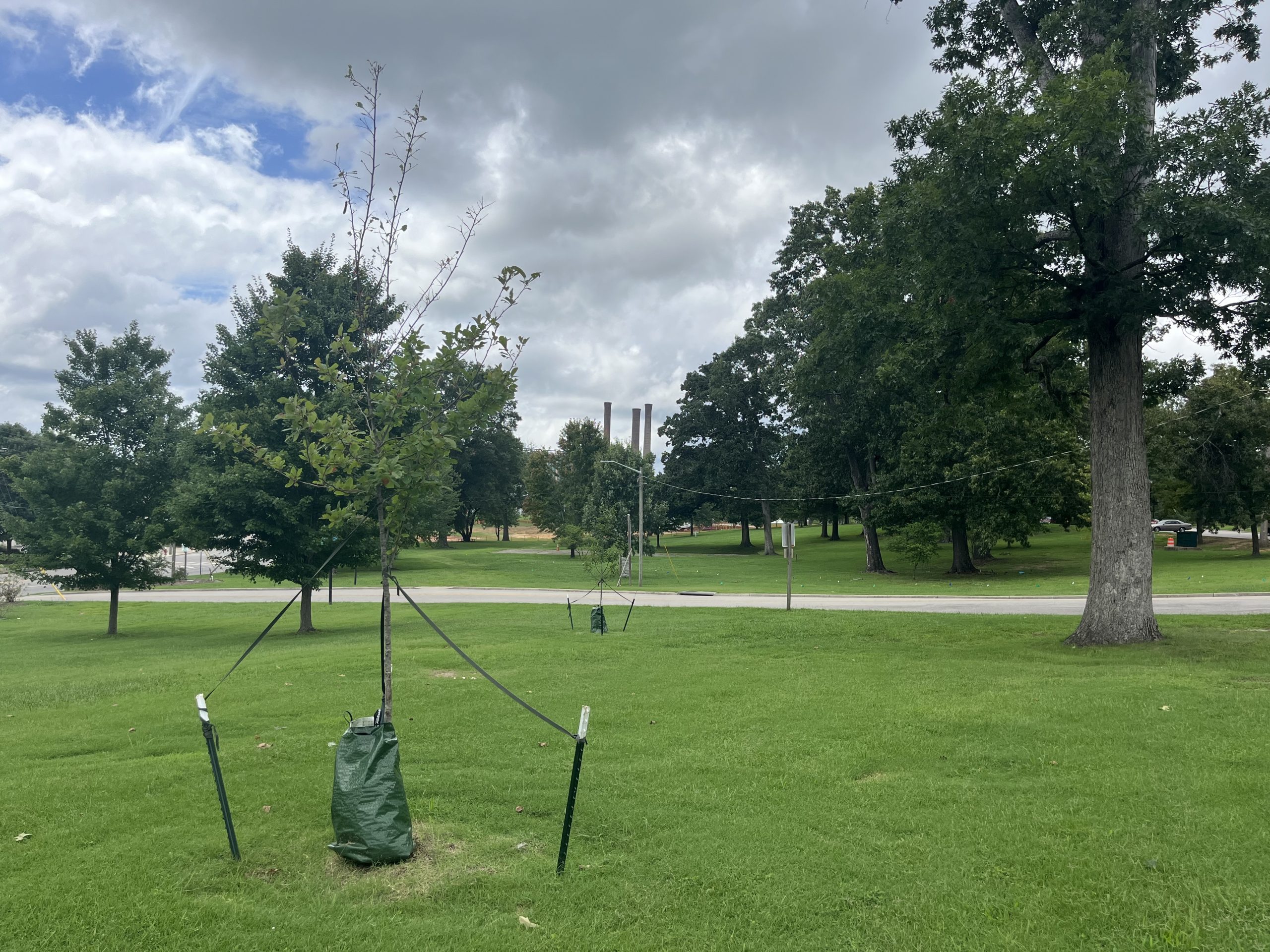 a new tree with a watering bag around the trunk stands in Ballou Park in Danville, with the three smoke stacks at the casino site in the background.