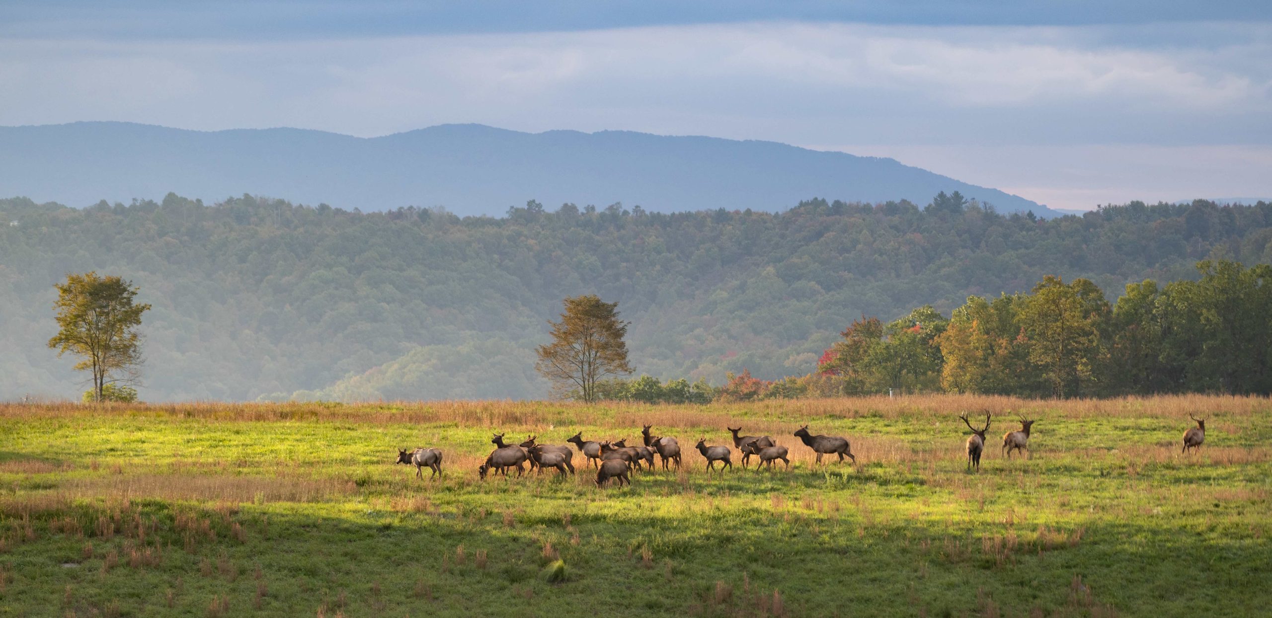 The Cumberland Forest properties sit in the epicenter of elk reintroduction efforts in Kentucky, Tennessee and Virginia. These elk herds have become an important attraction in a burgeoning ecotourism industry. © Daniel White/TNC