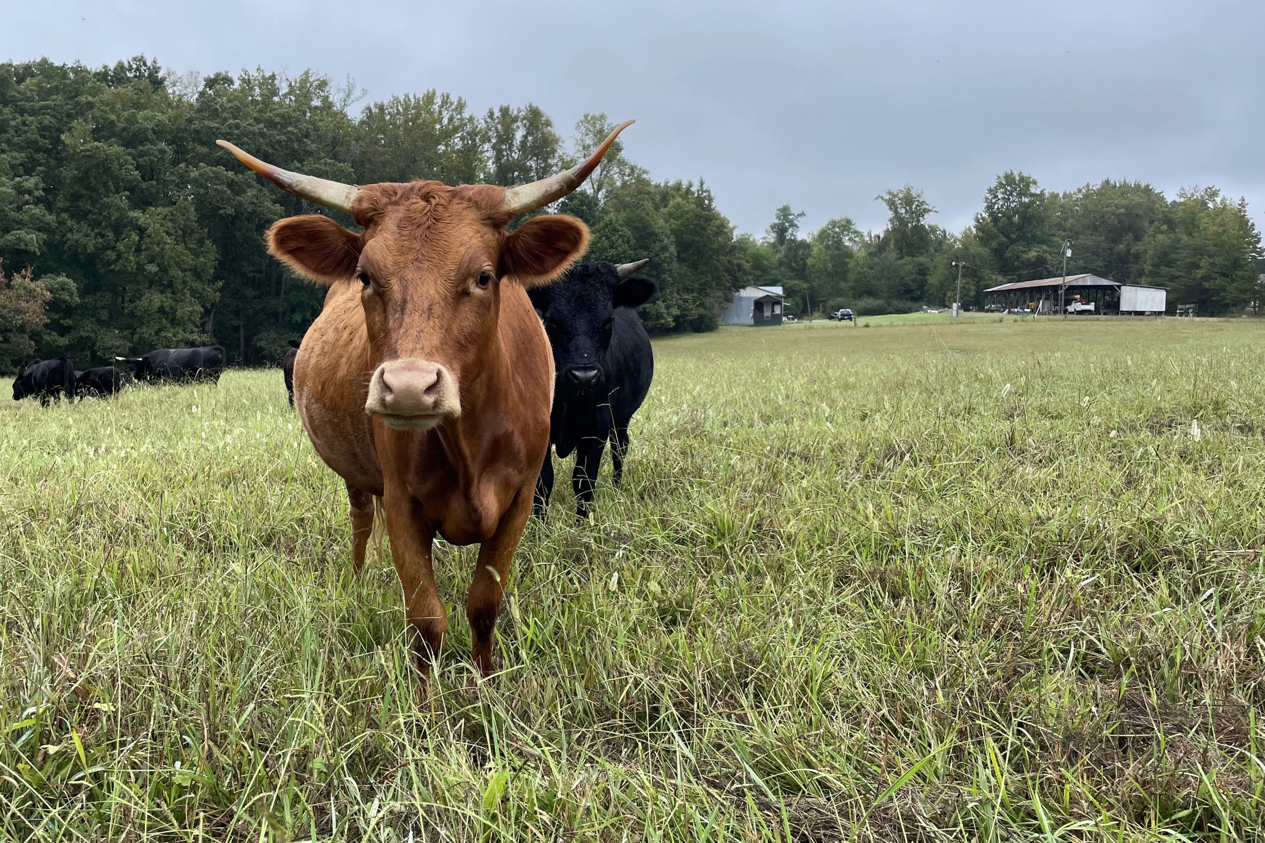 A brown cow sanding in a field.