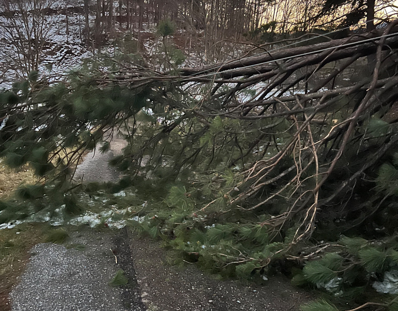 Many trees are still down from last week's ice storm, such as this one near Boones Mill, but many new ones were crashing down with wind gusts over 50 mph Sunday. Courtesy of Randy Oakey.