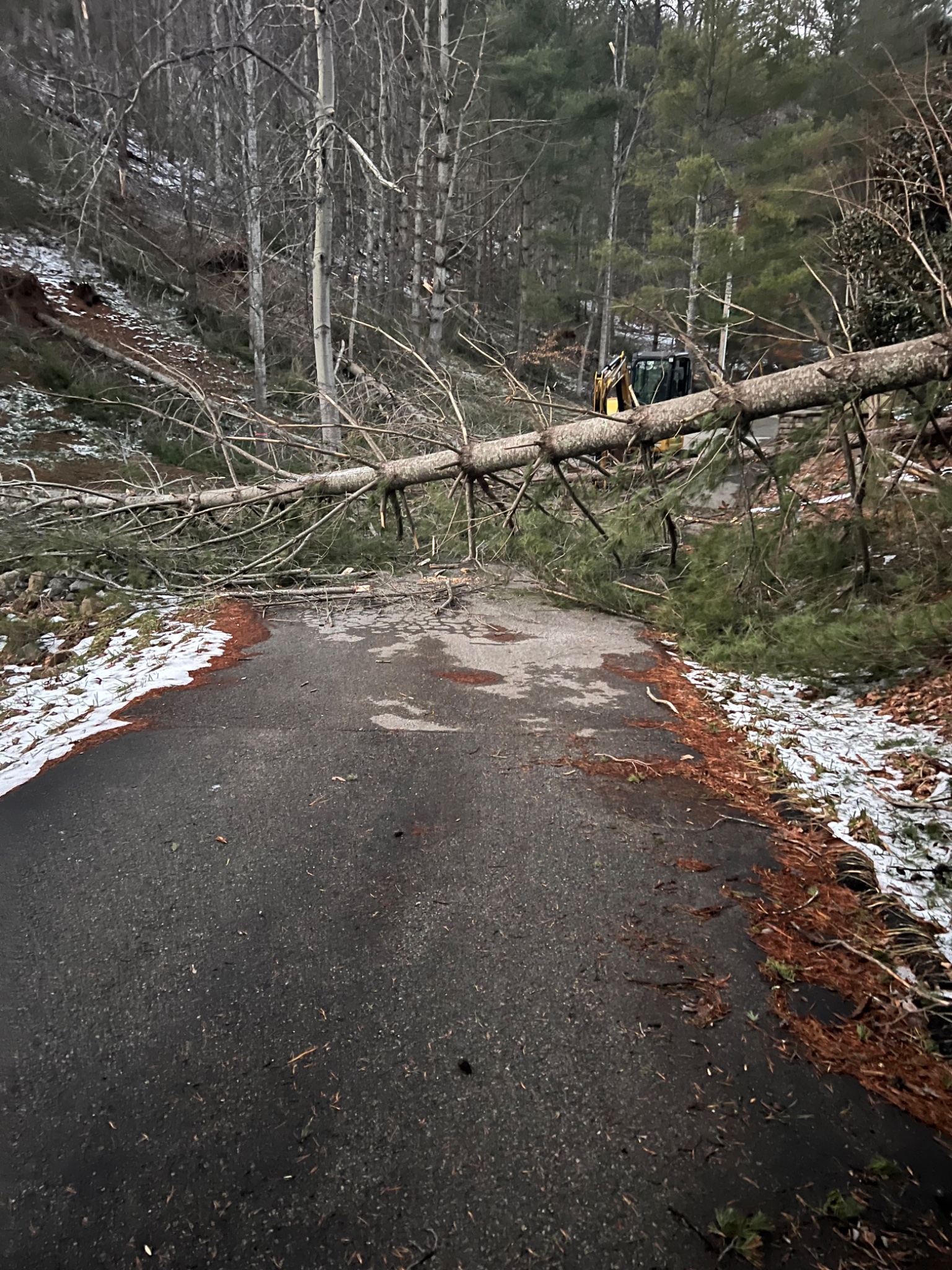Thousands of trees came down, like this one near Boones Mill in Franklin County, in the midweek ice storm, and more trees will likely come down with strong winds late Sunday and early Monday. Courtesy of Randy Oakey.