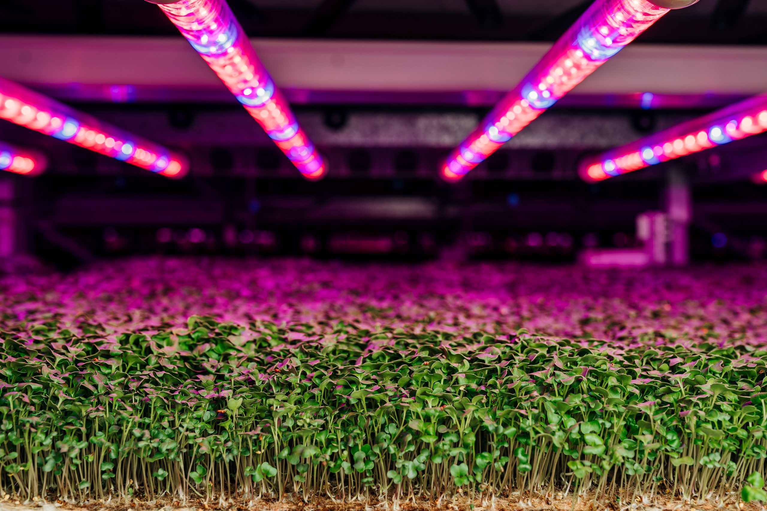 Taking root: Controlled environment agriculture and vertical farming looking up in rural Virginia