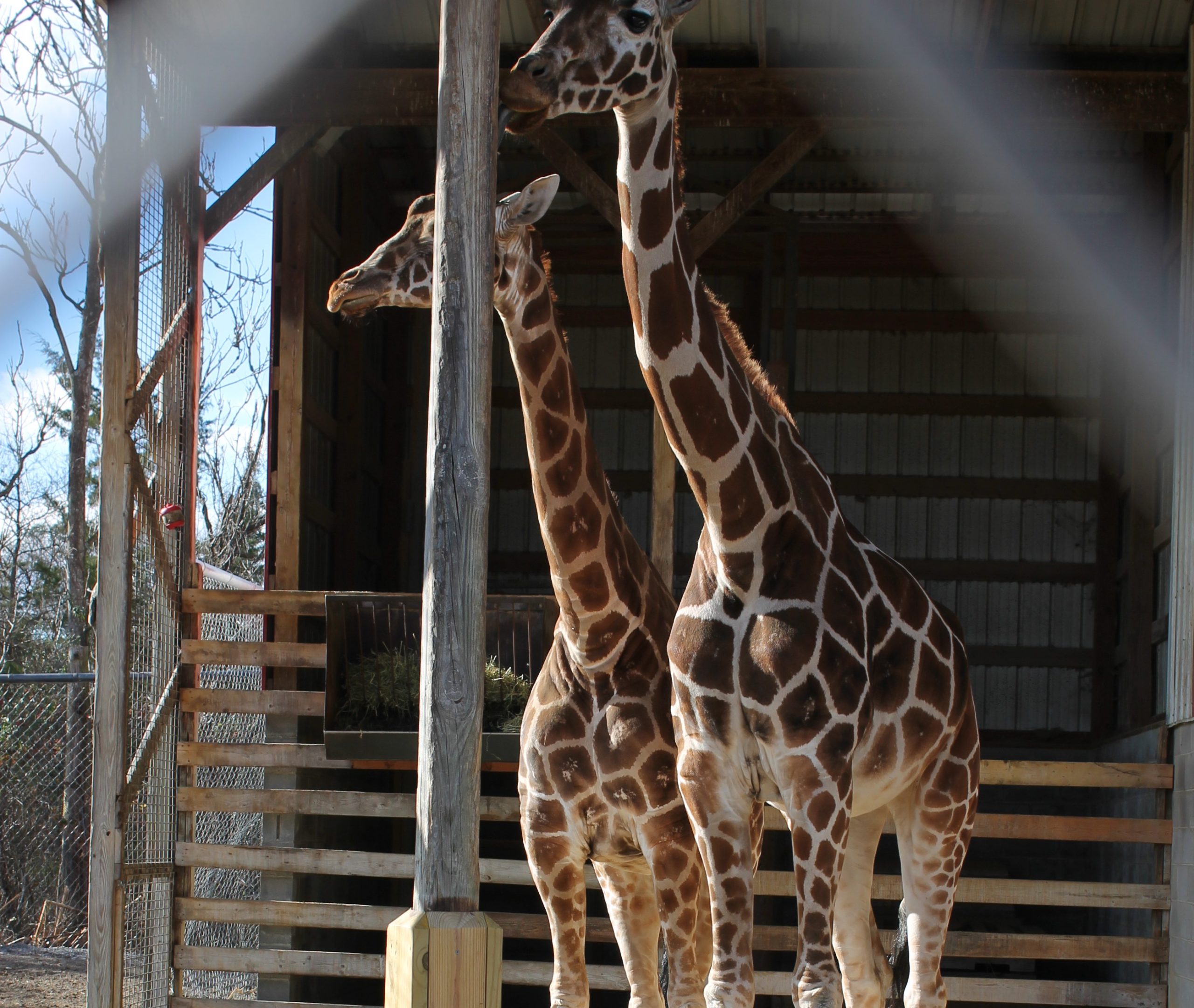 Two of the giraffes at the Natual Bridge Zoo before they were moved. Courtesy of attorney general's office.