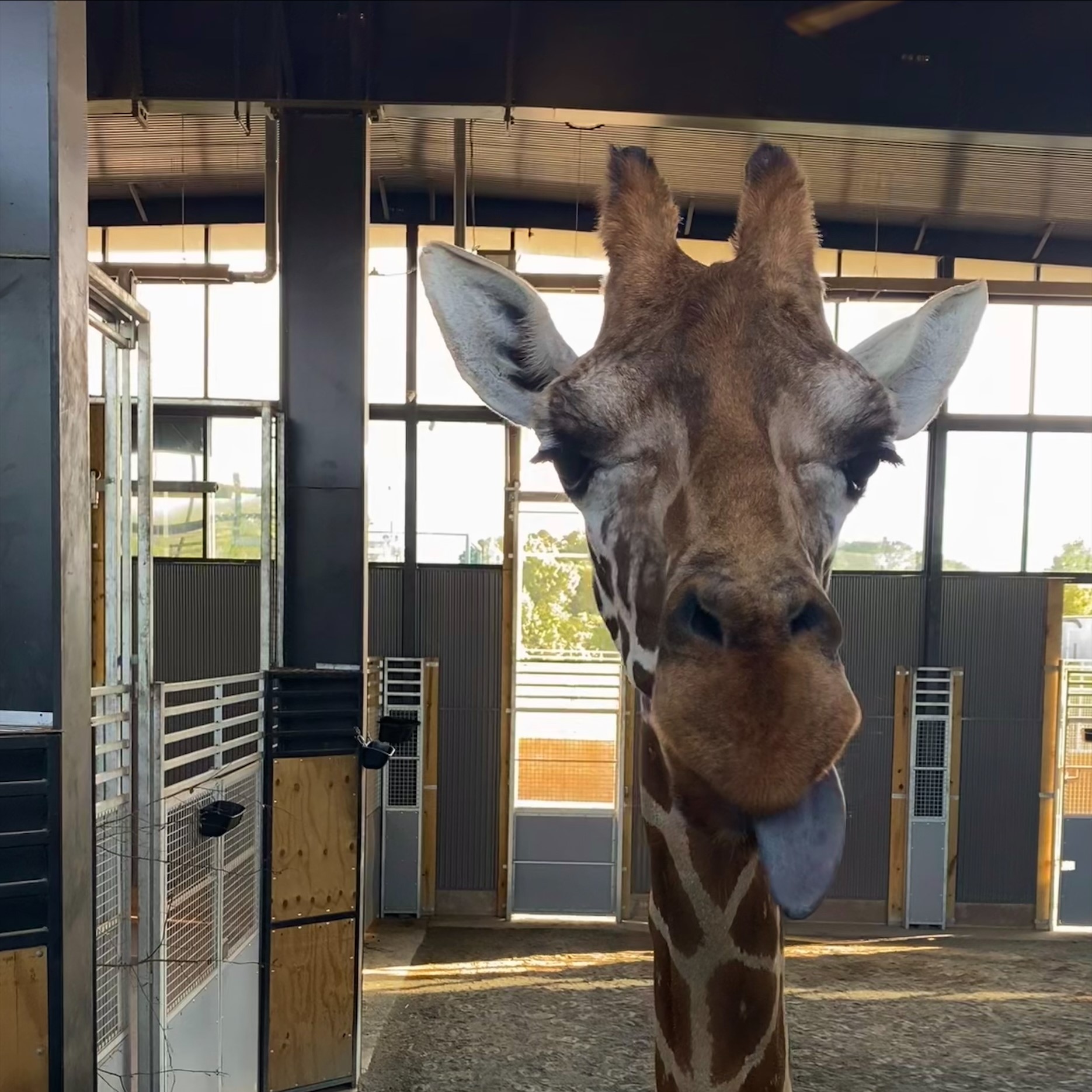 One of the giraffes the state seized from Natural Bridge Zoo died during move; criminal investigation underway