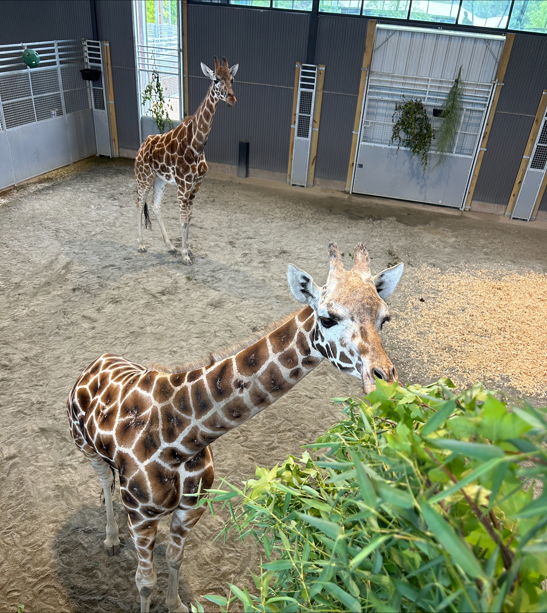 Two of the giraffes in their enclosure at the Natural Bridge Zoo. Courtesy of Attorney General's Office. 