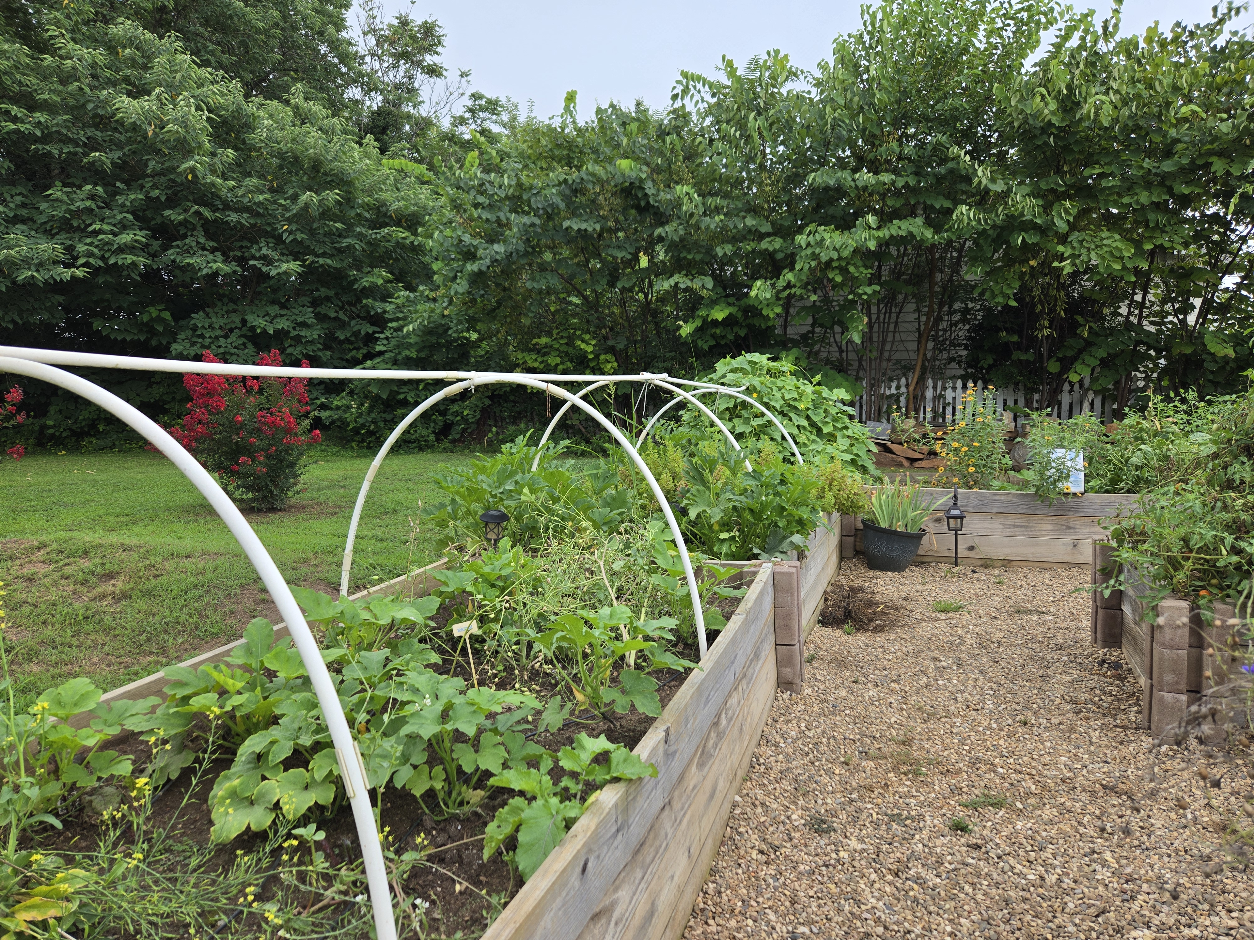 Vegetables grow in a backyard garden.