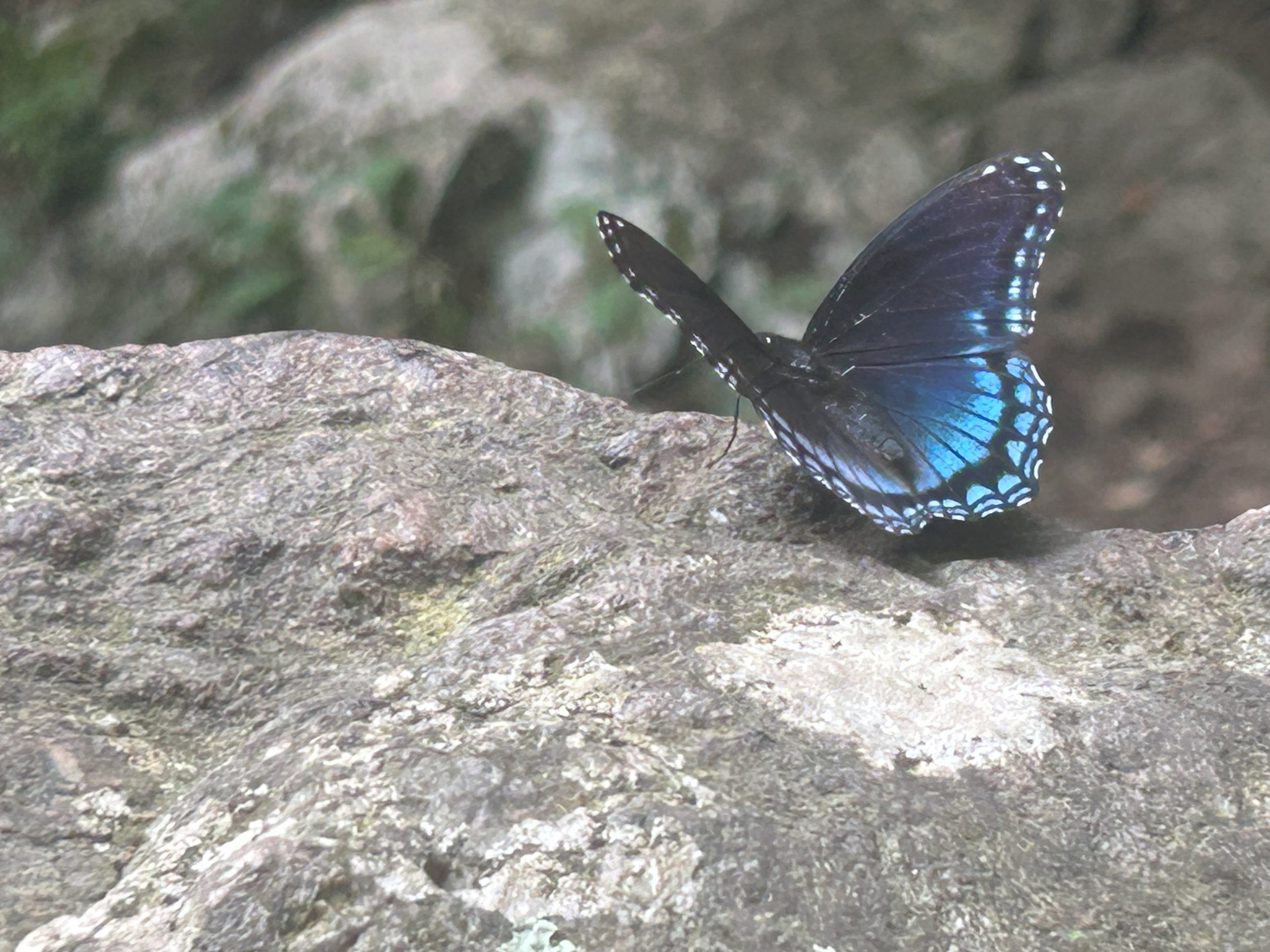 A boulder is graced by a butterfly, enjoying afternoon temperatures in the upper 60s, close to Stiles Falls at Camp Alta Mons near Shawsville in Montgomery County on Sunday, Aug. 3. Photo by Kevin Myatt.