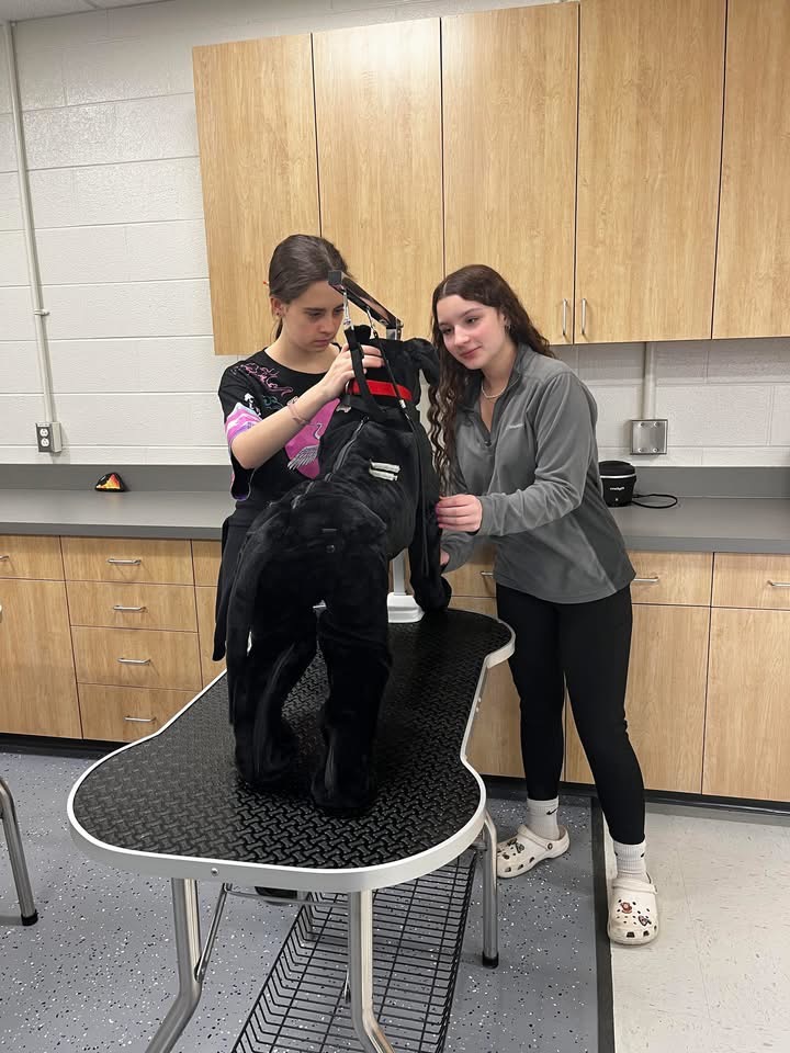 Two students stand at a counter-height table that's shaped like a dog bone. They work together to secure a large plush-looking dog model into a grooming harness.