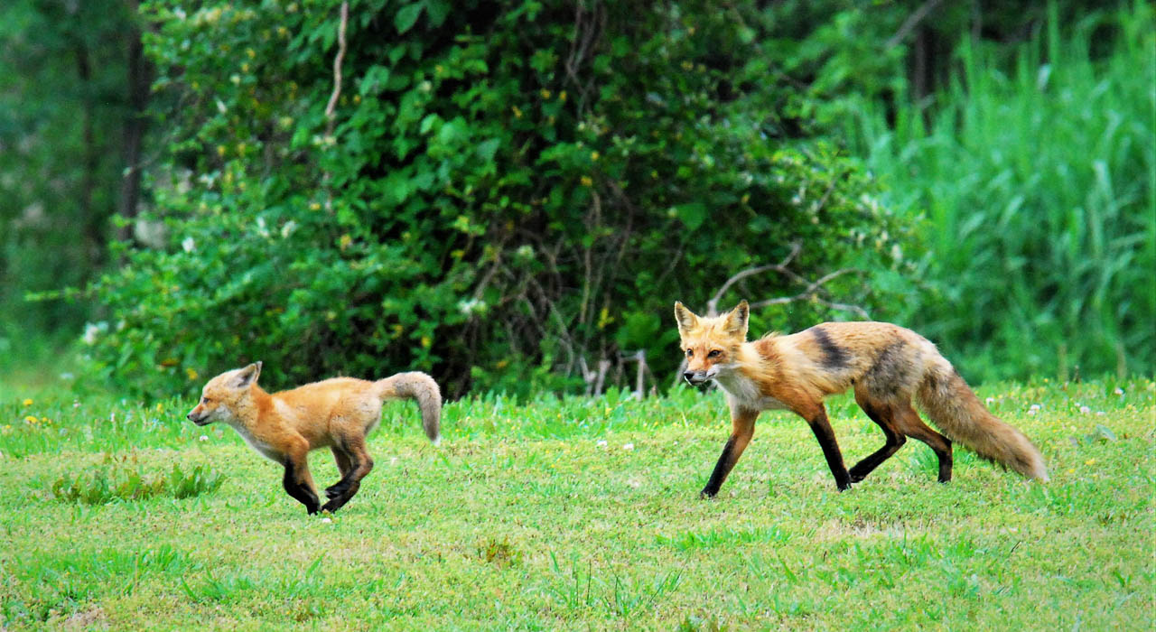 Rabid foxes found in Campbell and Franklin counties
