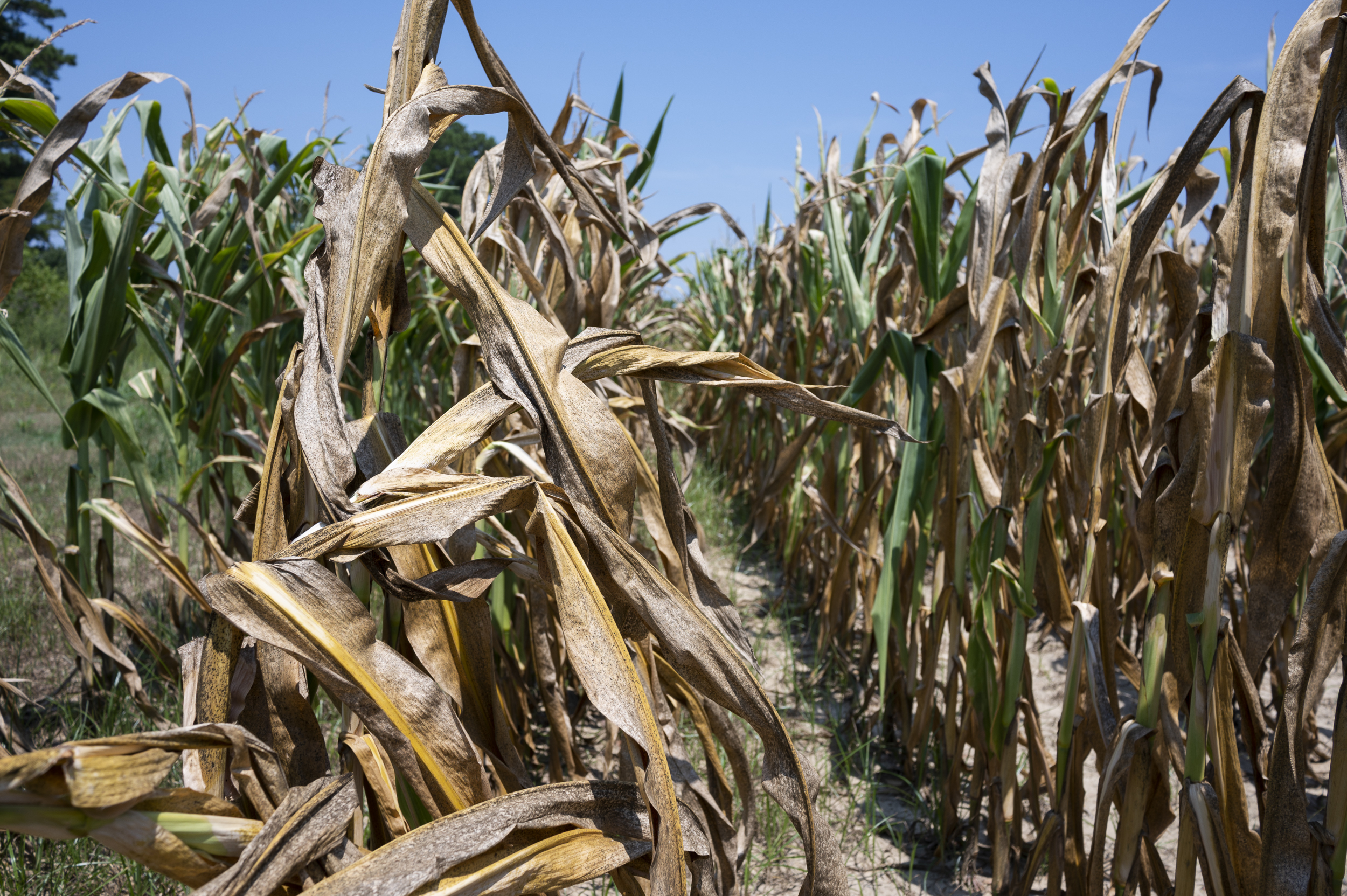 Unexpected severe drought plagues parts of NC, withering crops