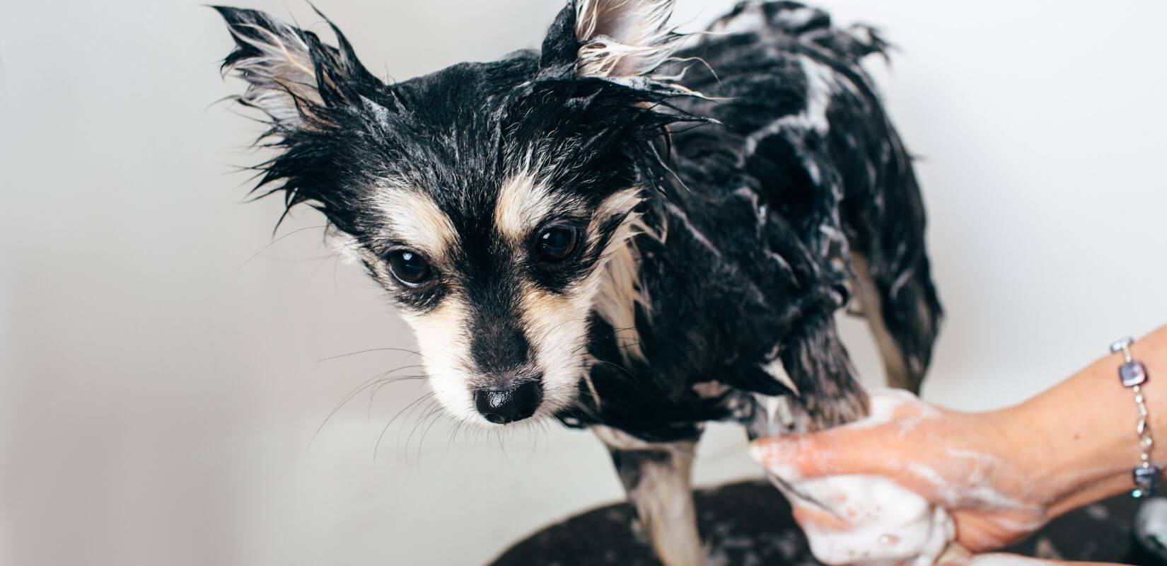 How Often Should You Bathe Your Dog