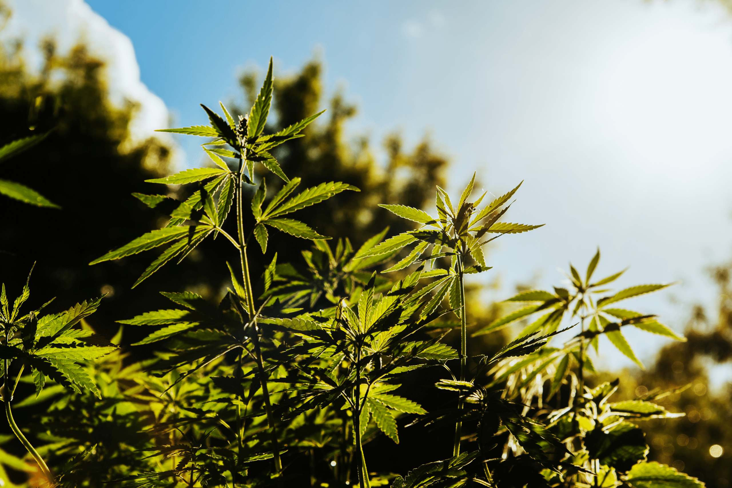 hemp