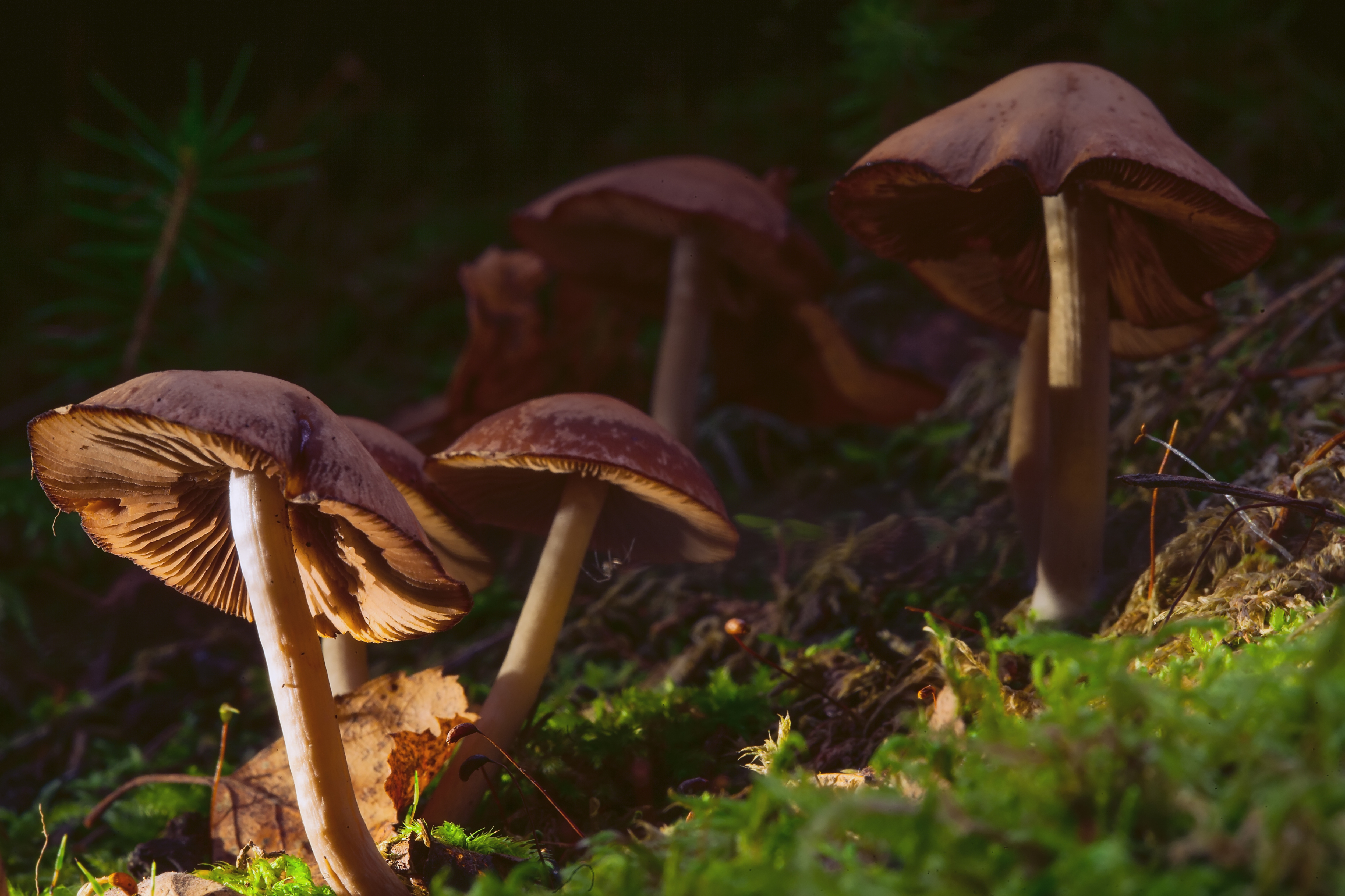 magic mushrooms