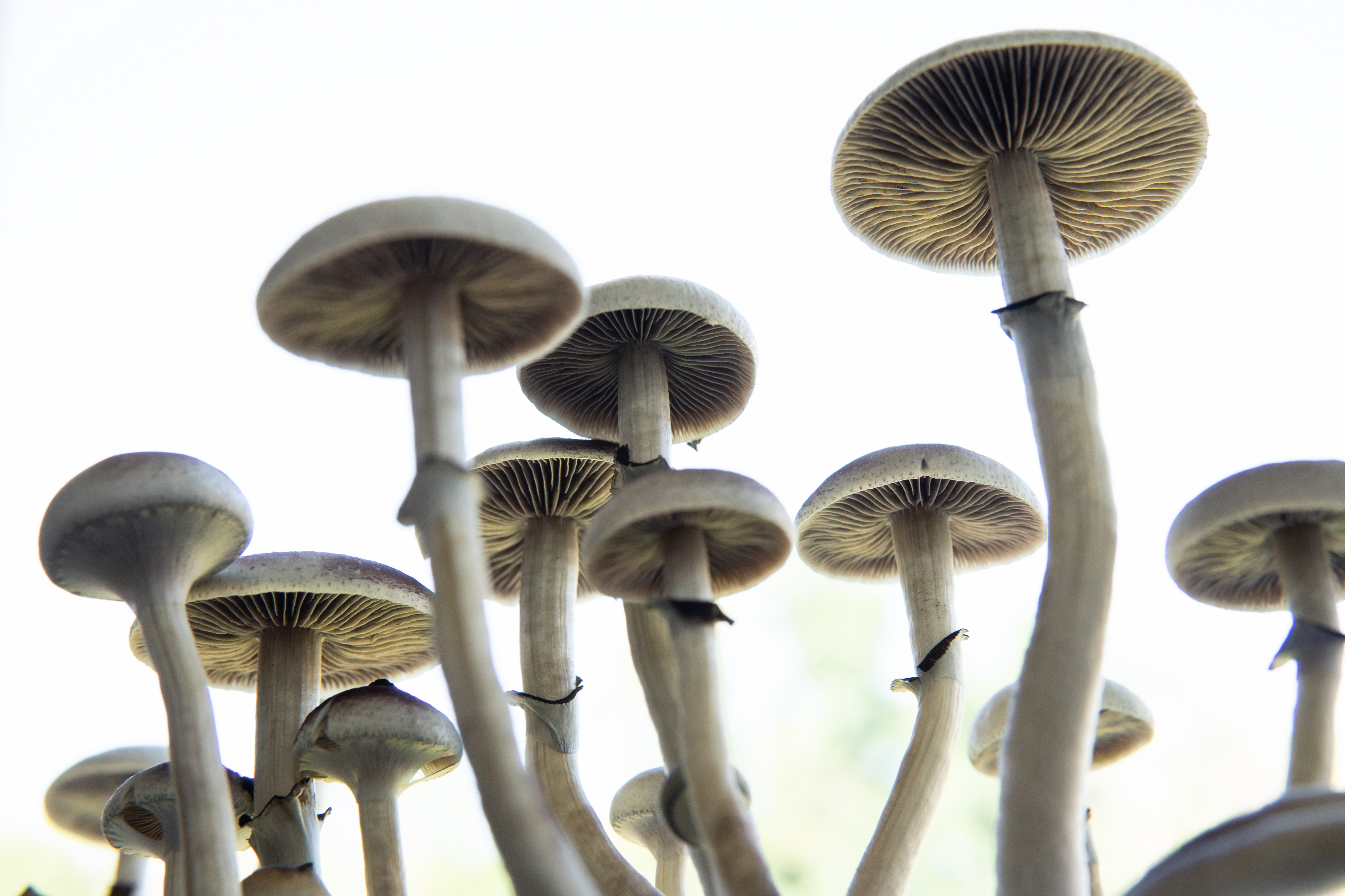 psilocybin mushrooms