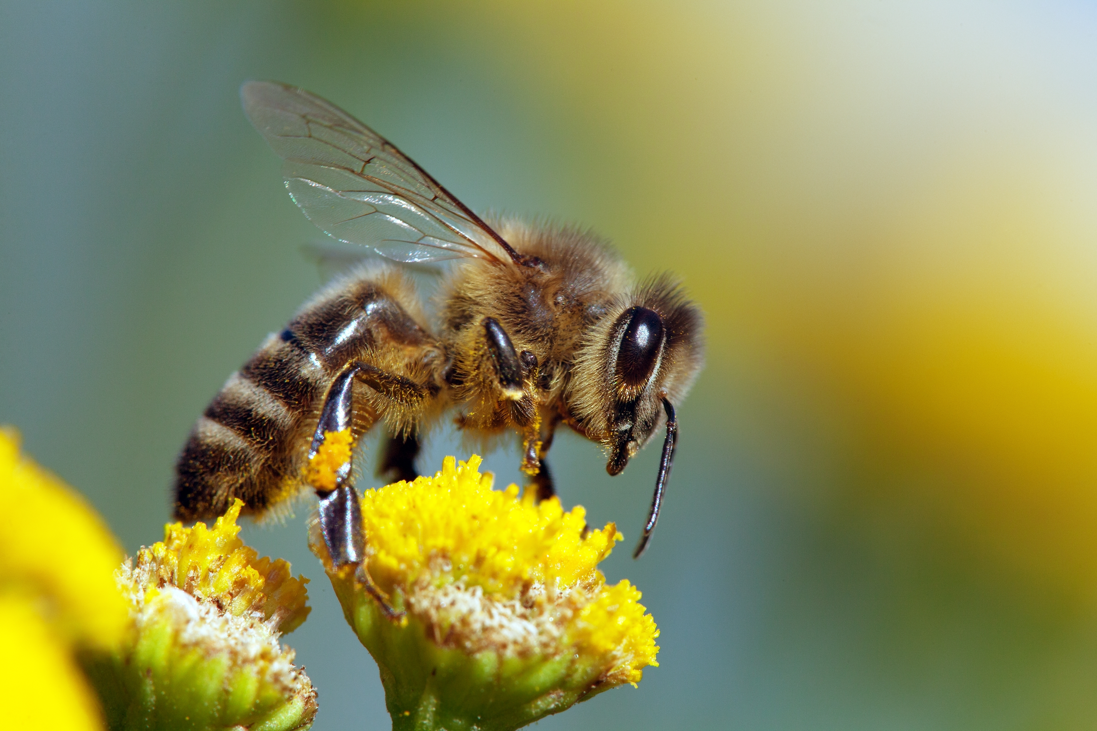 honeybees