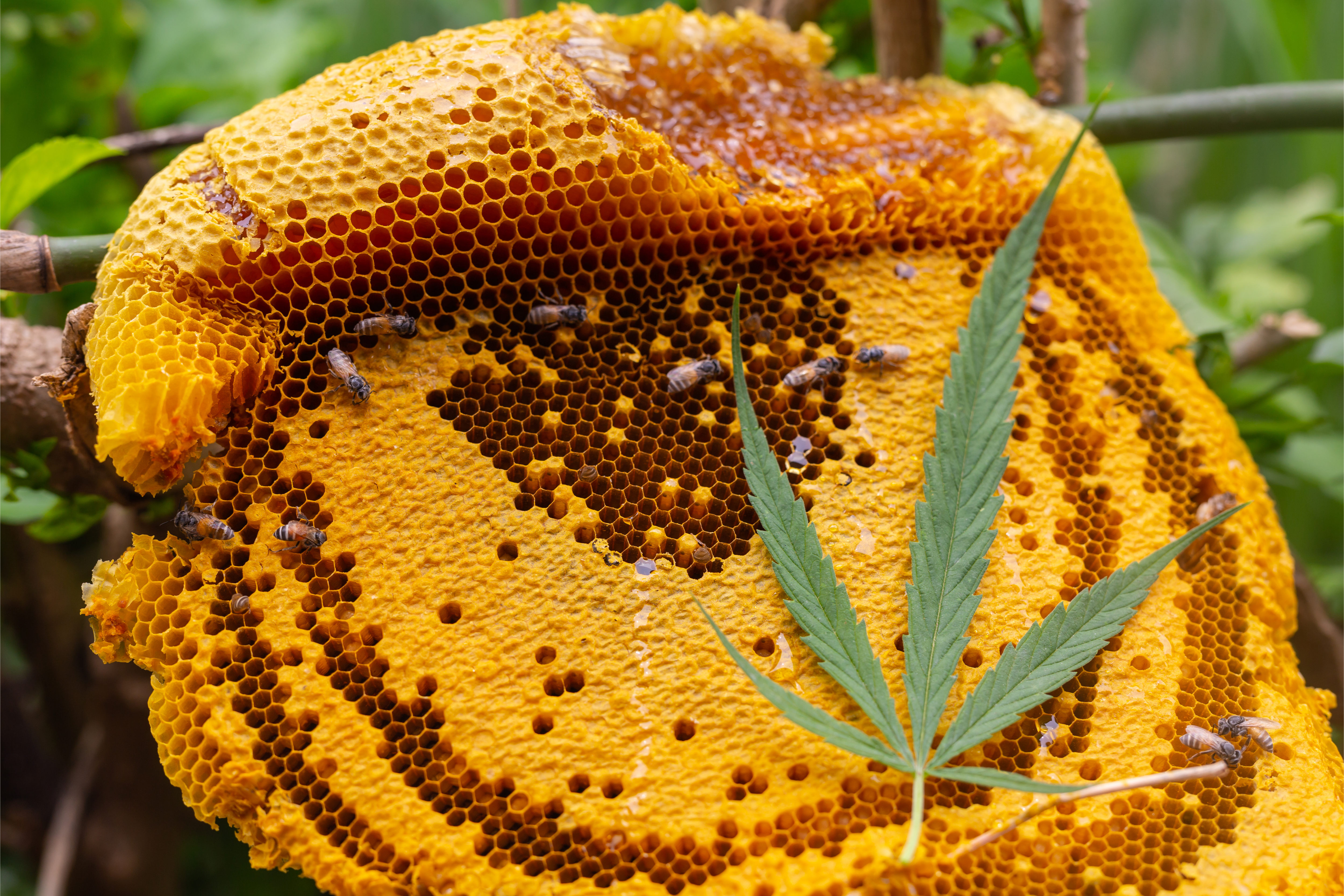 honeycomb