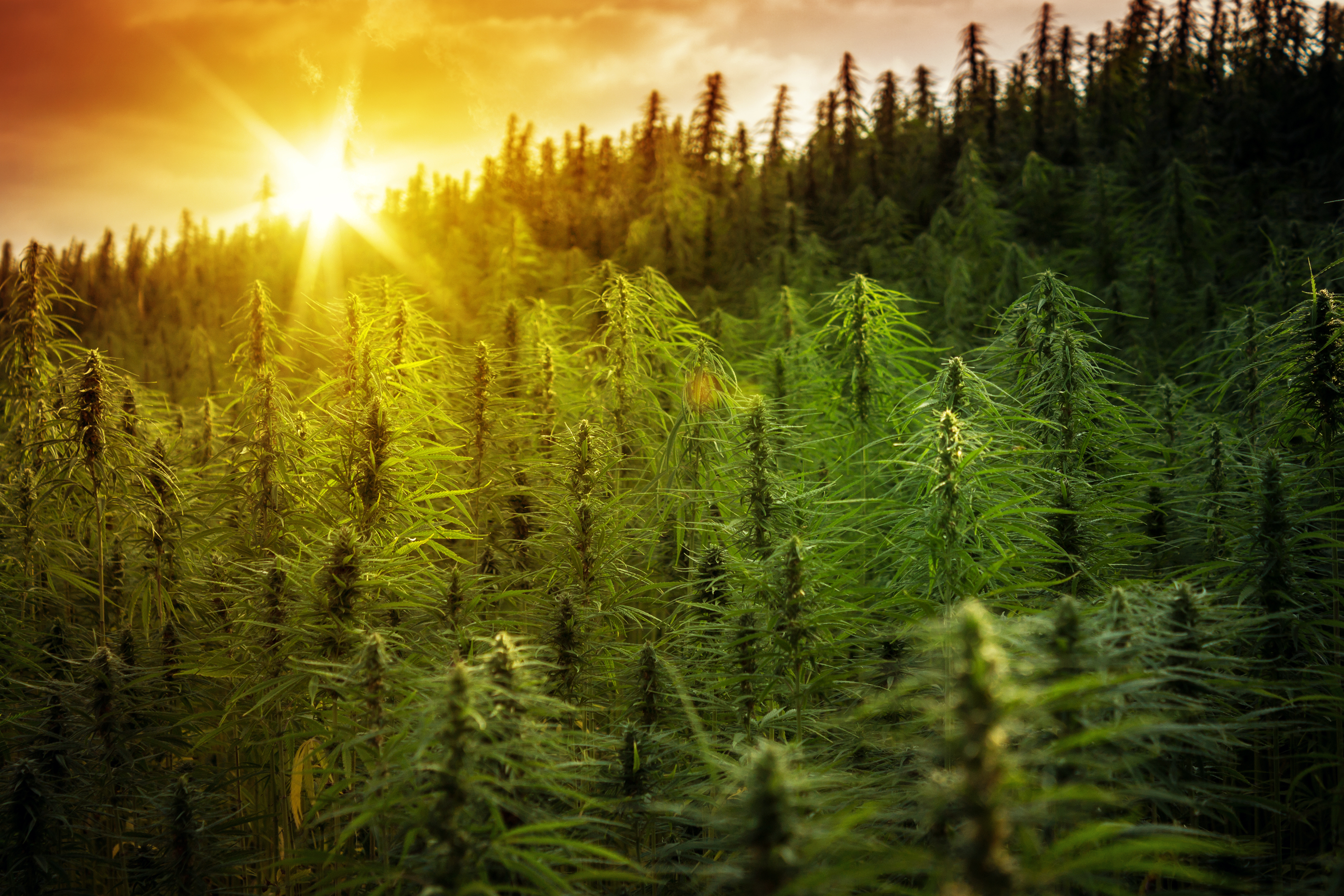 medical cannabis
