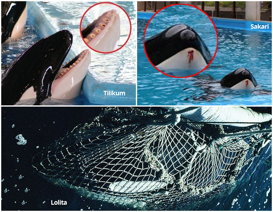 Tilikum E Morta Em Seaworld Apos 34 Anos De Confinamento