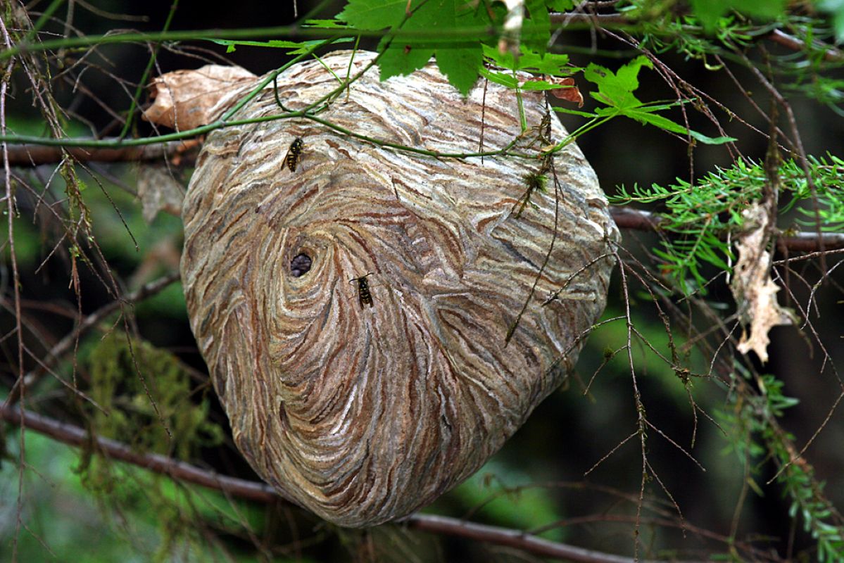 Radioactive wasp nest found at S.C. nuclear facility