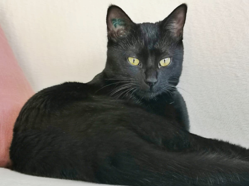 Bagheera Chaton Noire 6 Mois En Cours D Adoption Adoption Chatons Et Chats Paris 93 Ile De France