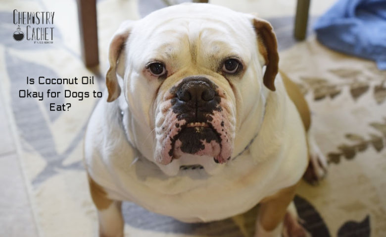 Is Coconut Oil Okay For Dogs To Eat Chemistry Cachet