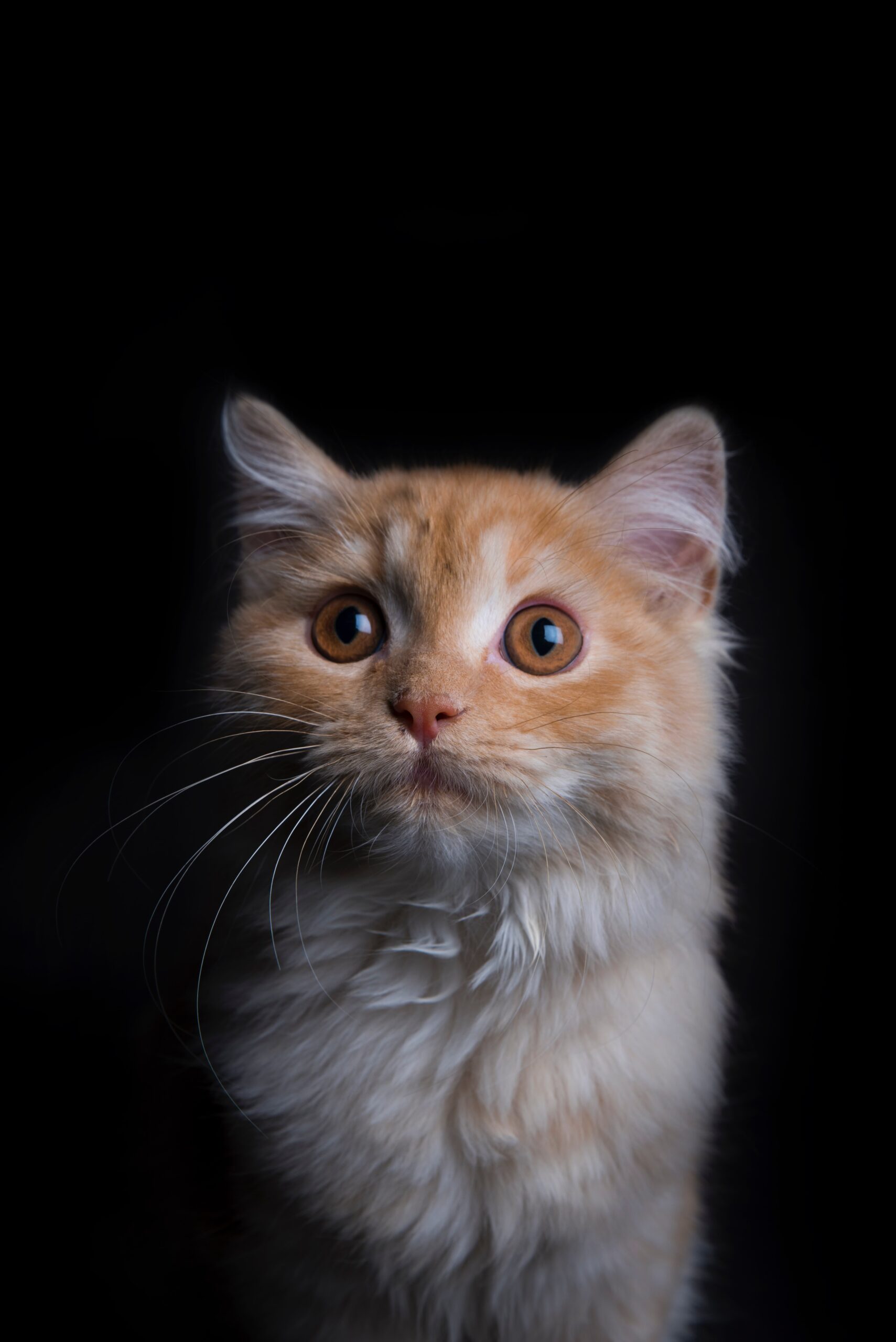 こねこ