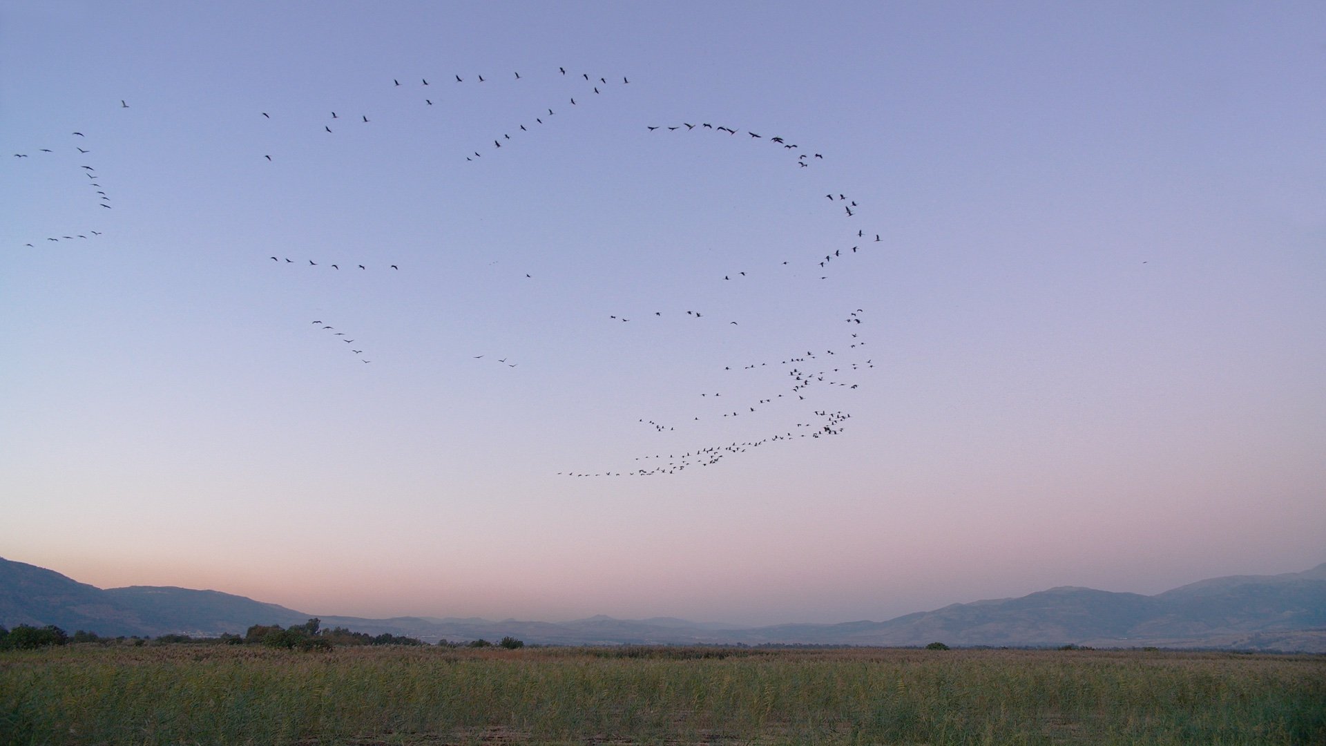 an arc of birds in a pale blue sky over an open landscape