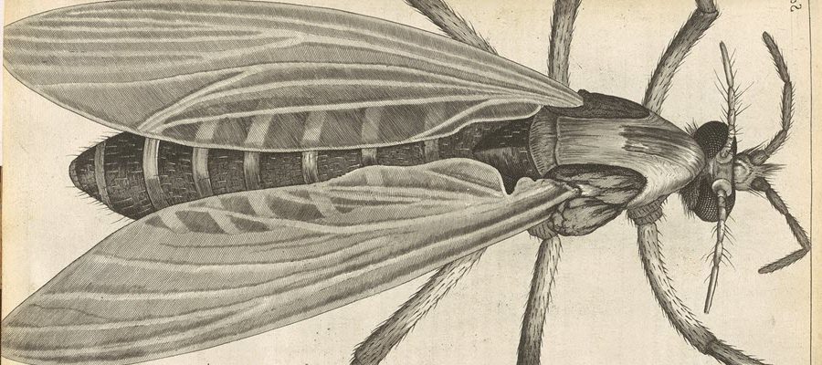 Drawing of a gnat as seen under a microscope