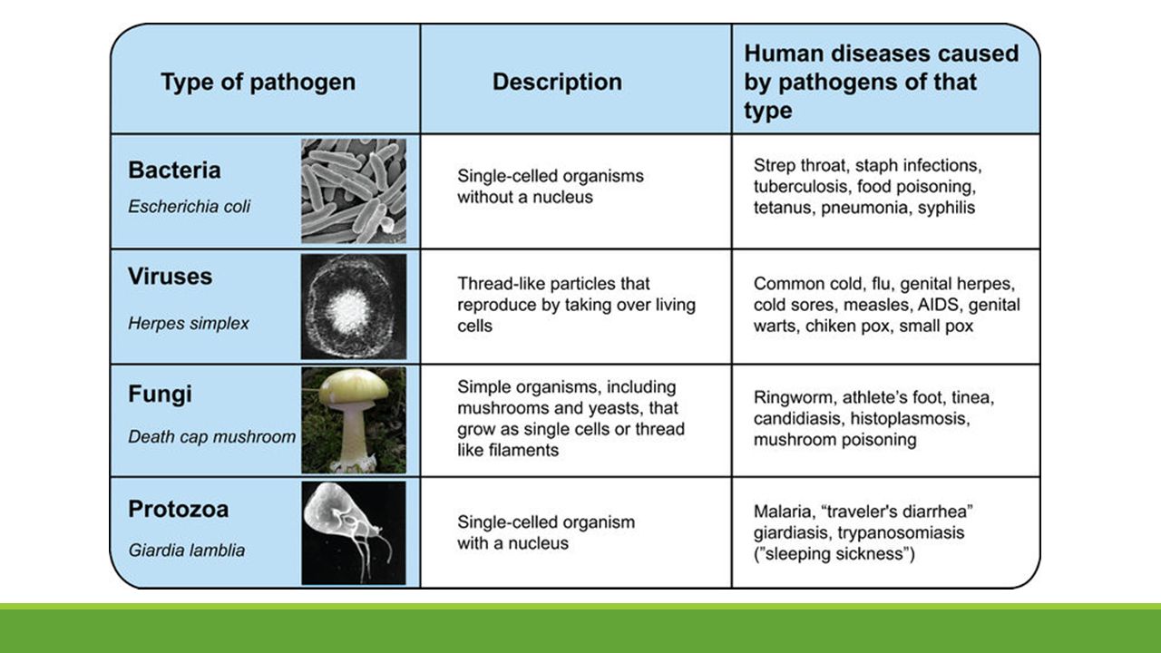 Diseases Caused By Pathogens And Their Prevention Classnotes Ng
