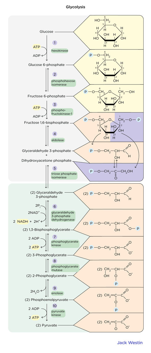 Glycolysis Aerobic Substrates And Products Glycolysis Gluconeogenesis And The Pentose Phosphate Pathway Mcat Content
