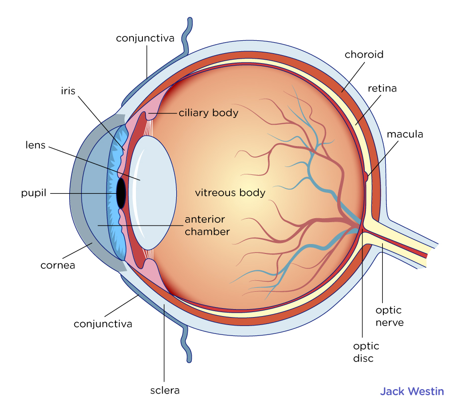 Structure And Function Of The Eye Vision Mcat Content