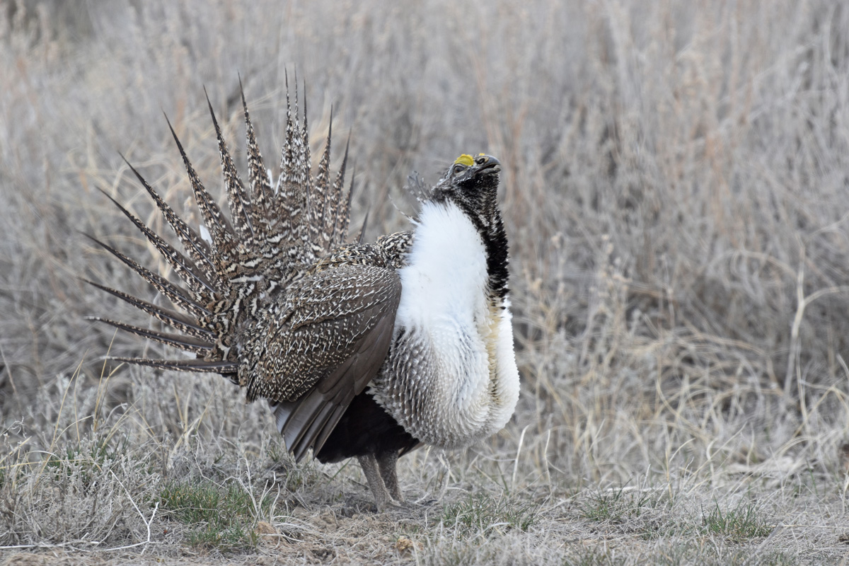 Grouse Getaway Colorado Outdoors Online