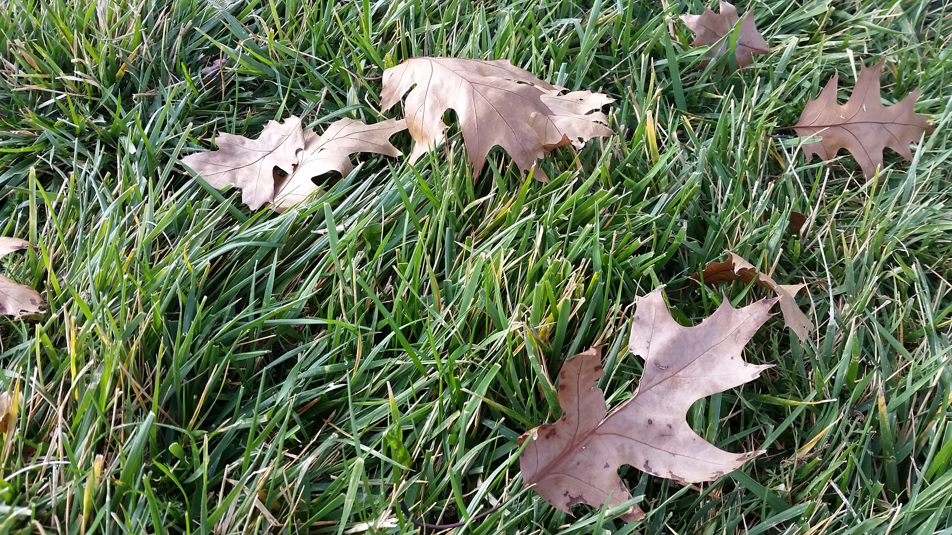 Water Now To Prevent Winter Kill Next Spring Colorado Yard Care