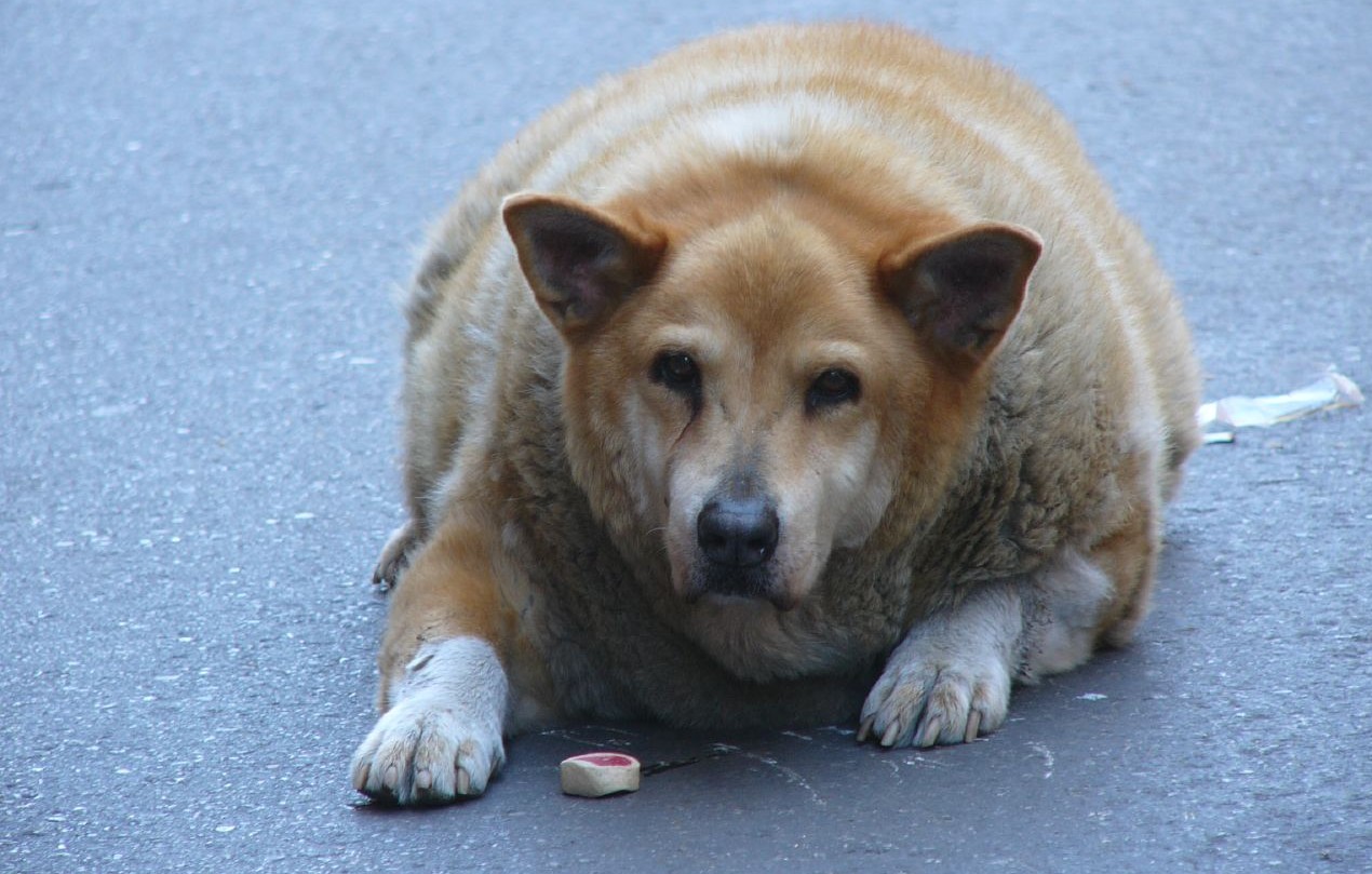 Comment Faire Maigrir Un Chien Obese Ou En Surpoids