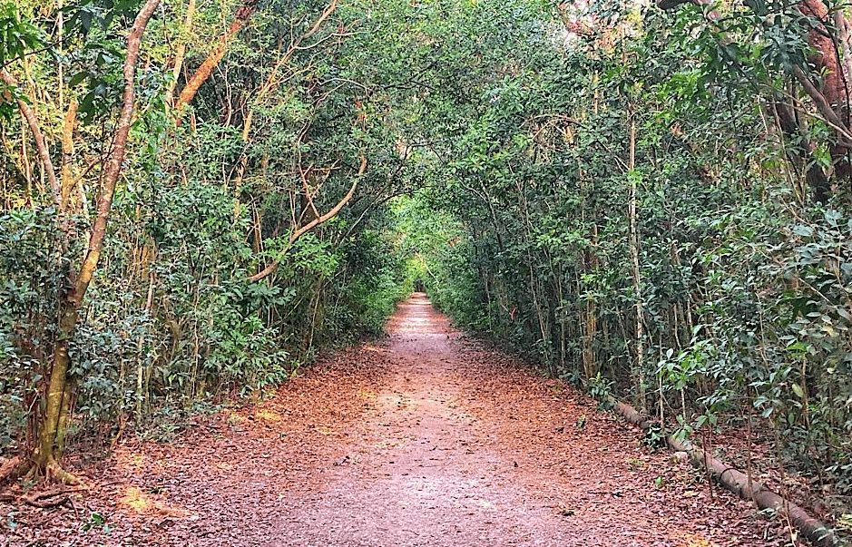 Residents Overwhelmingly Oppose The Improvements To West Matheson Hammock Park Miami S Community News