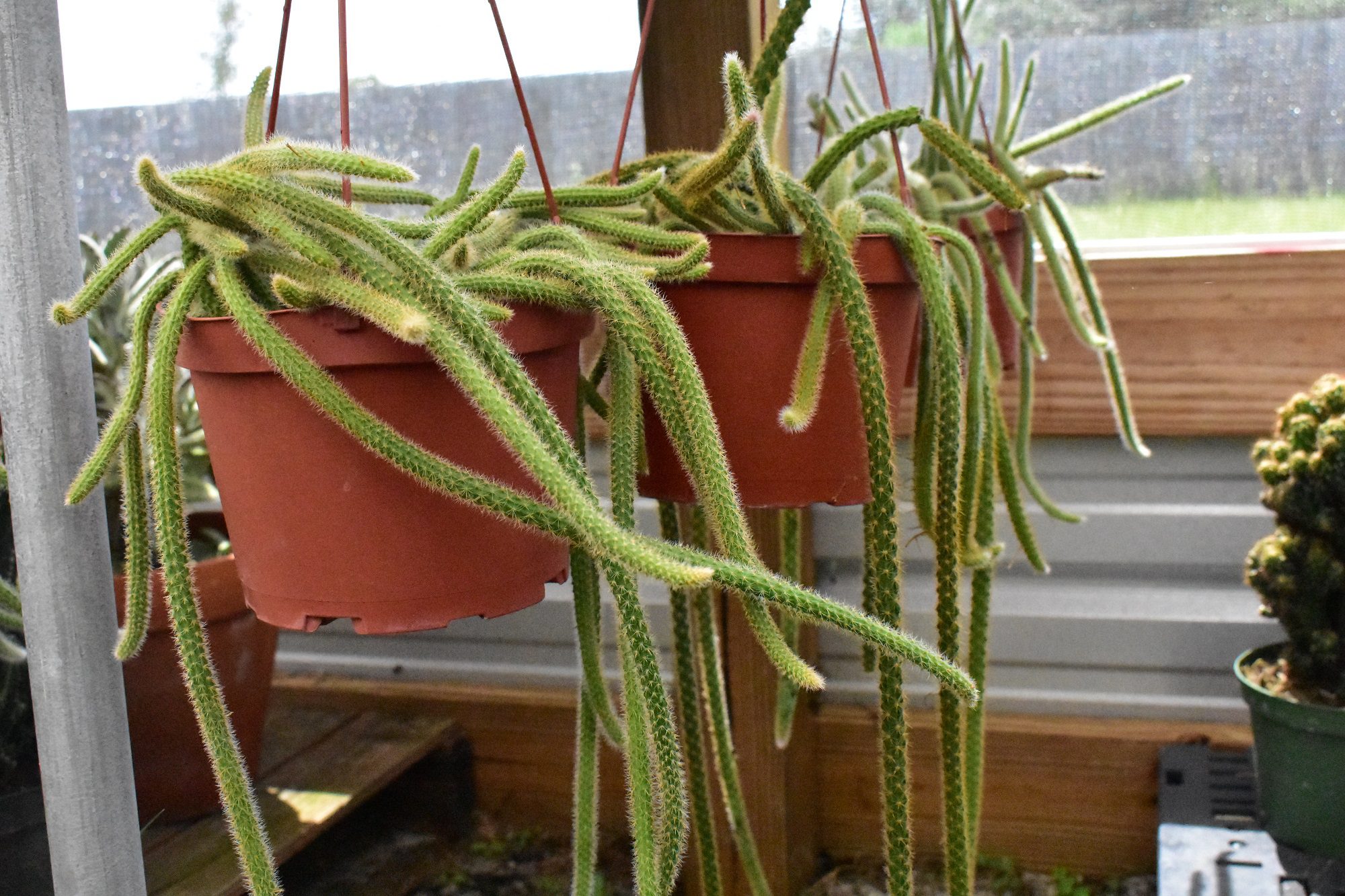 Rattail Cactus Disocactus Flagelliformis Care And Information Crazy Plants Crazy Critters