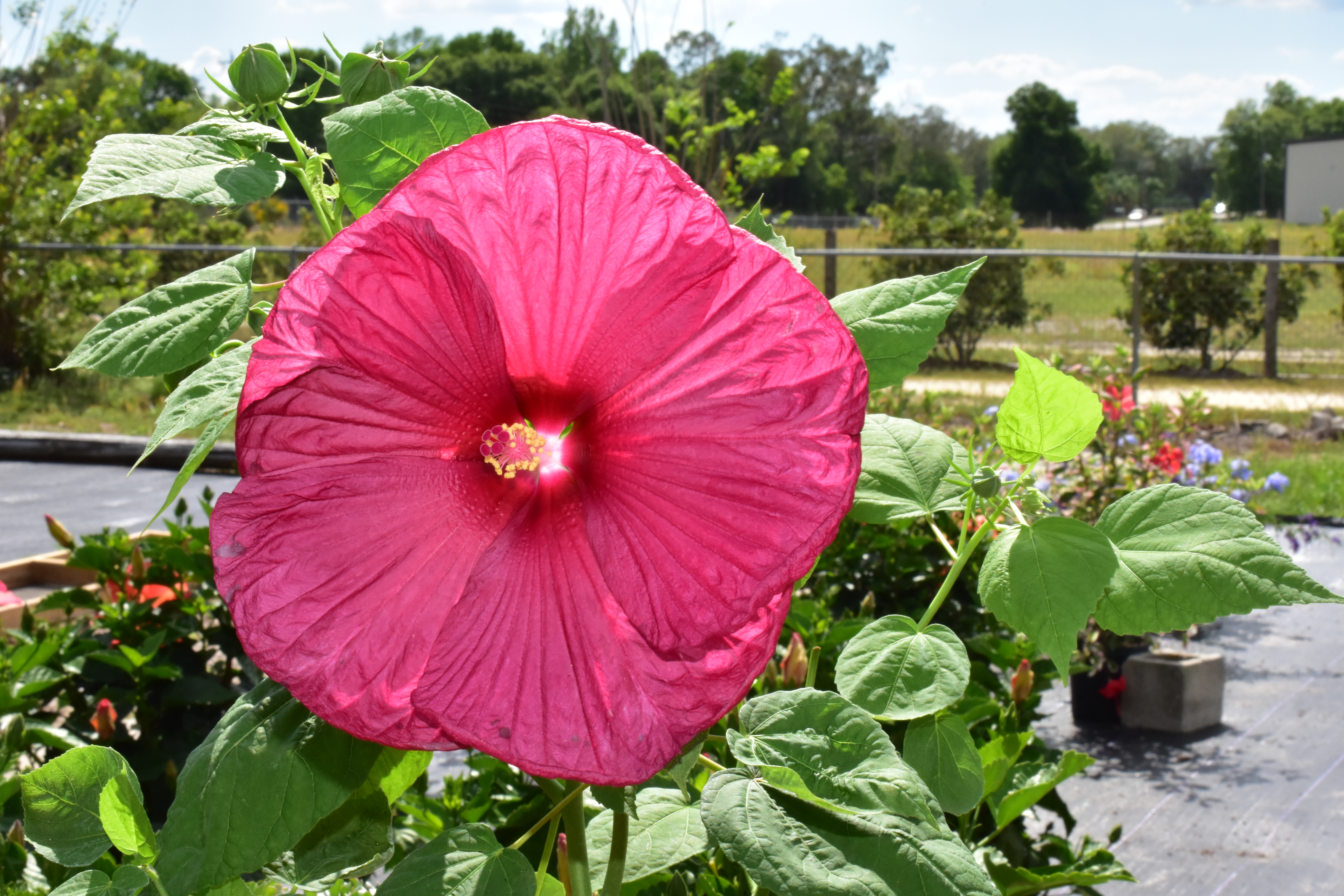 Hibiscus Is Good For The Yard You And Your Pets Crazy Plants Crazy Critters