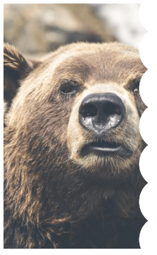 A brown bear headshot with a wavy pattern for the right border.