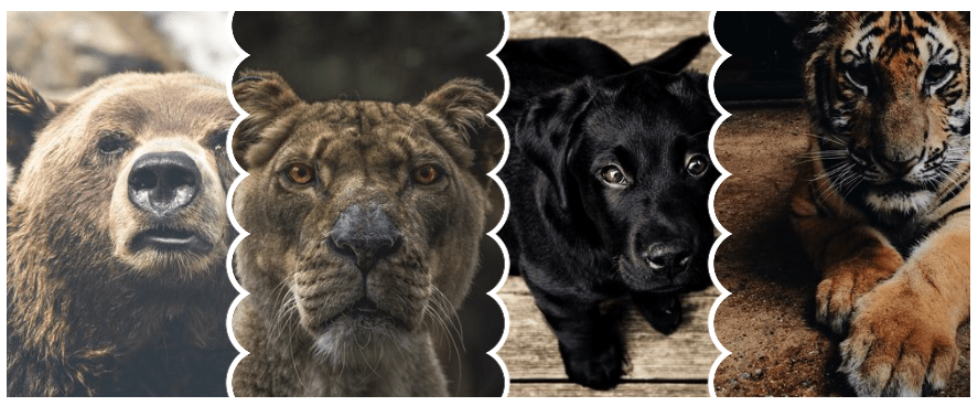 The complete grid of wild animal photos with all of the correct borders and gaps between images.