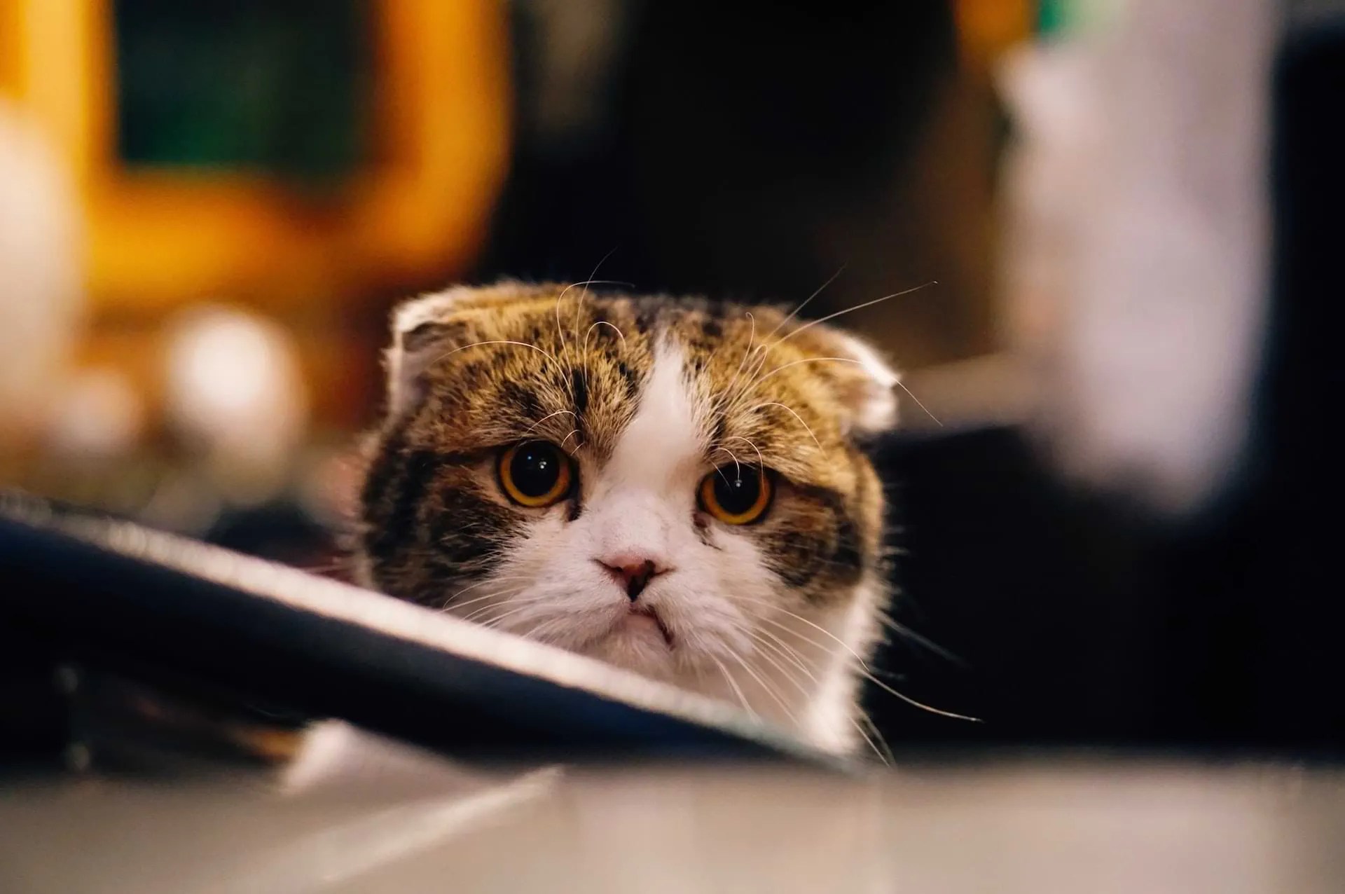 A photo of a frowning cat