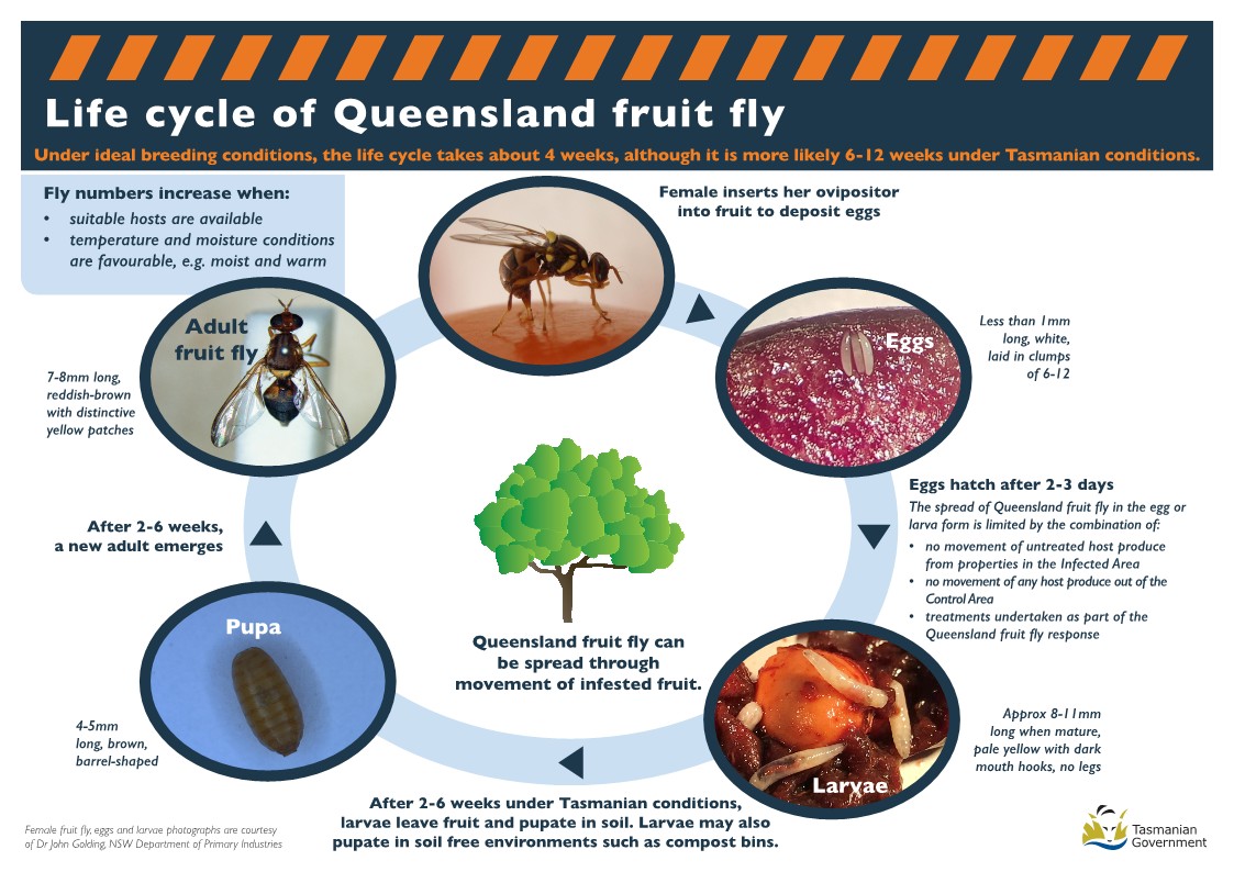 Fruit Fly Qff Life Cycle 1 Deep Green Permaculture