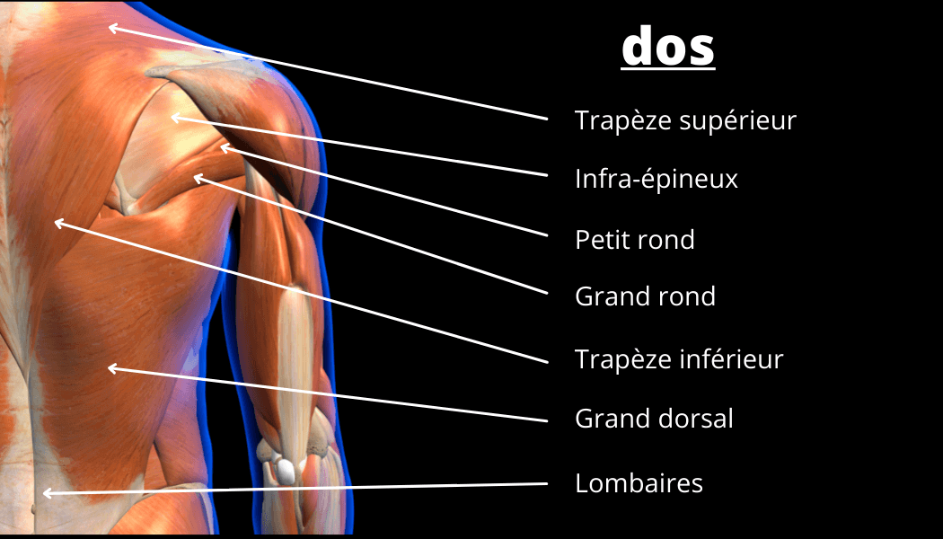 Comment Muscler Son Dos Rapidement Destination Fitness